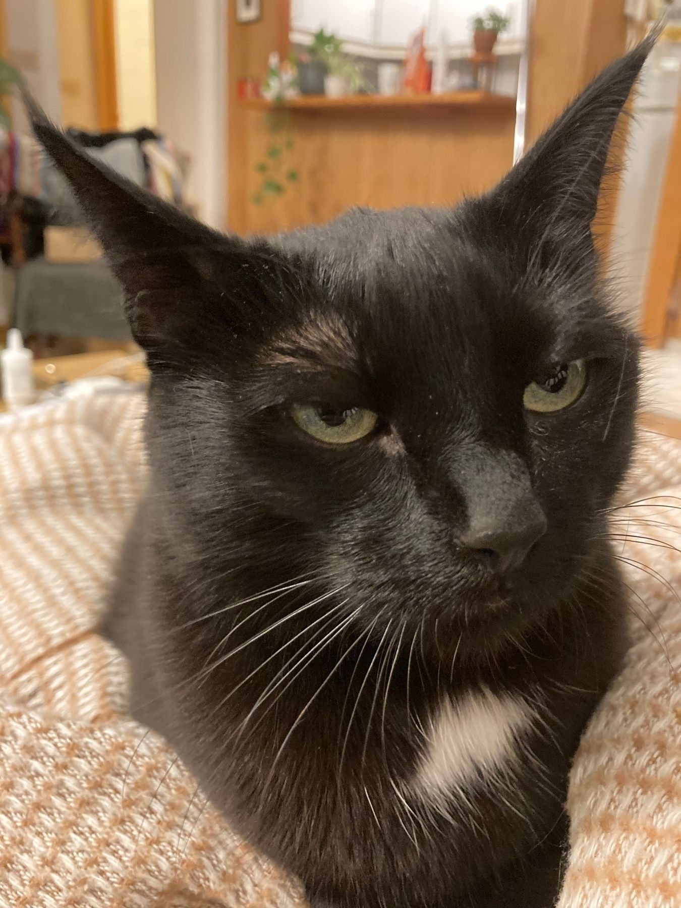 Turns out Kolka, the black cat, has resting suspicious face.