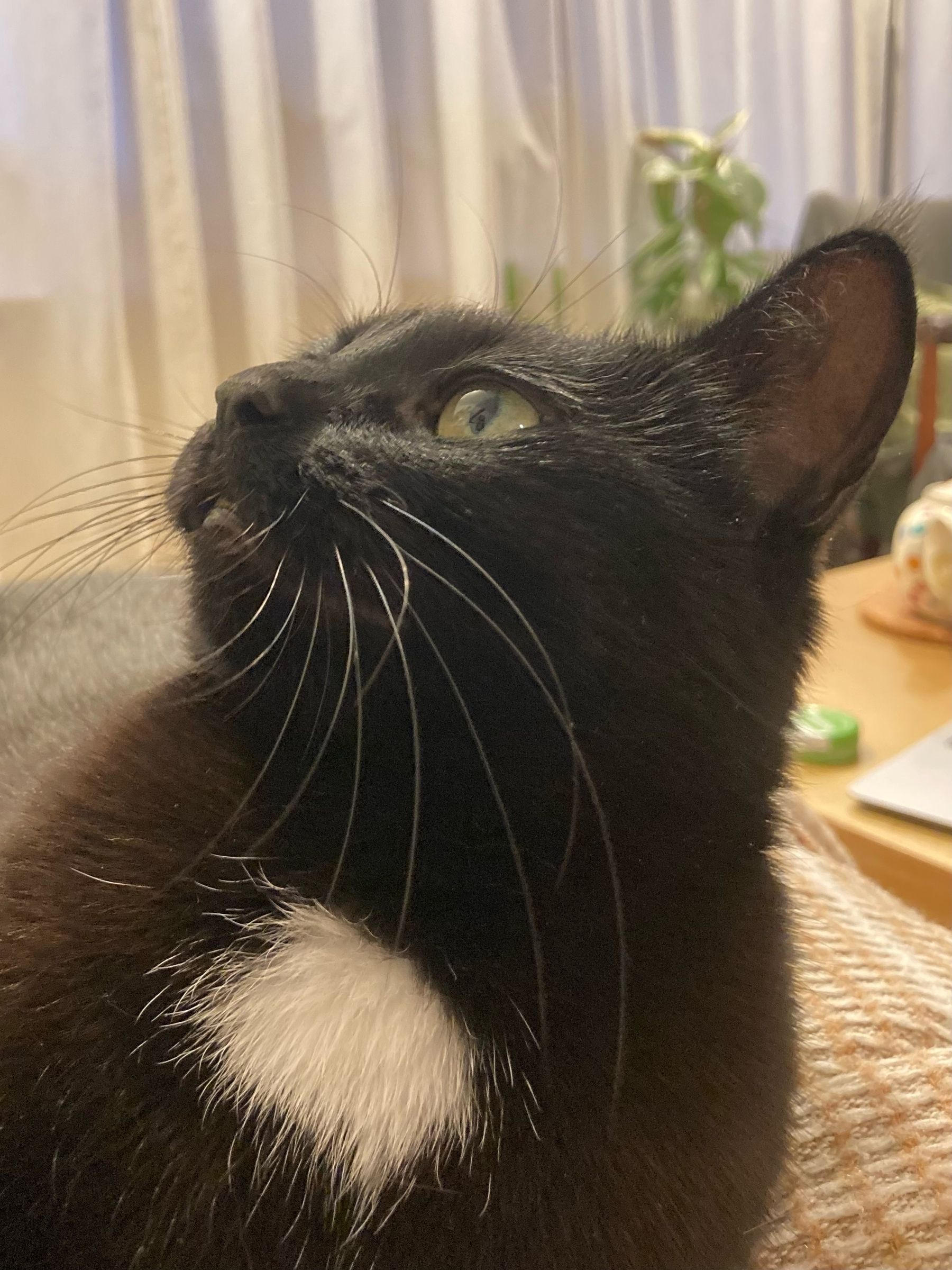 Kolka, a black cat with a white spot, looks up, wondering why she isn't getting scritches