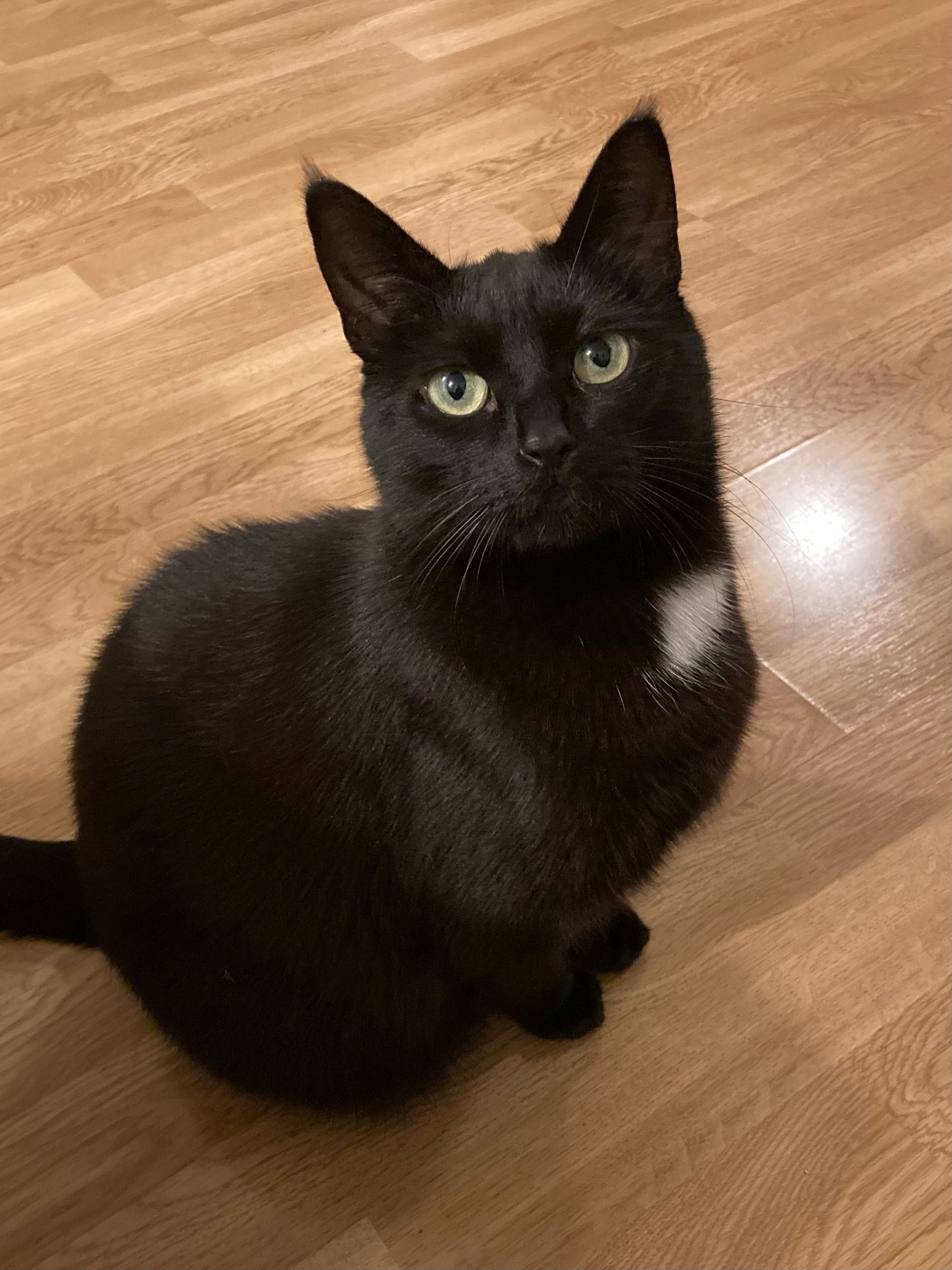 Kolka, a black cat with a white spot, looks up with a suspicious look in her eyes.