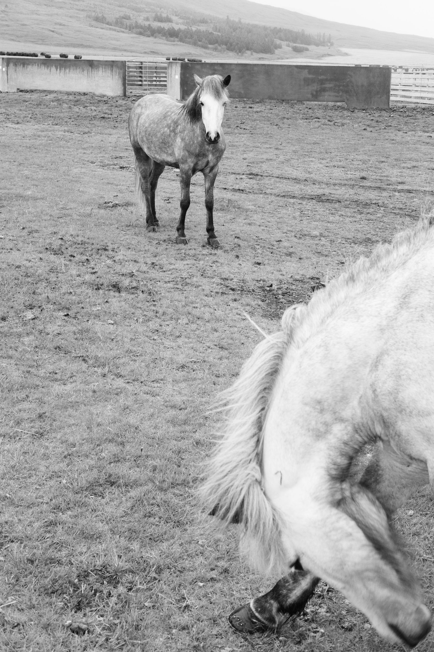 A foal watches an adult horse scratch the side of its head.