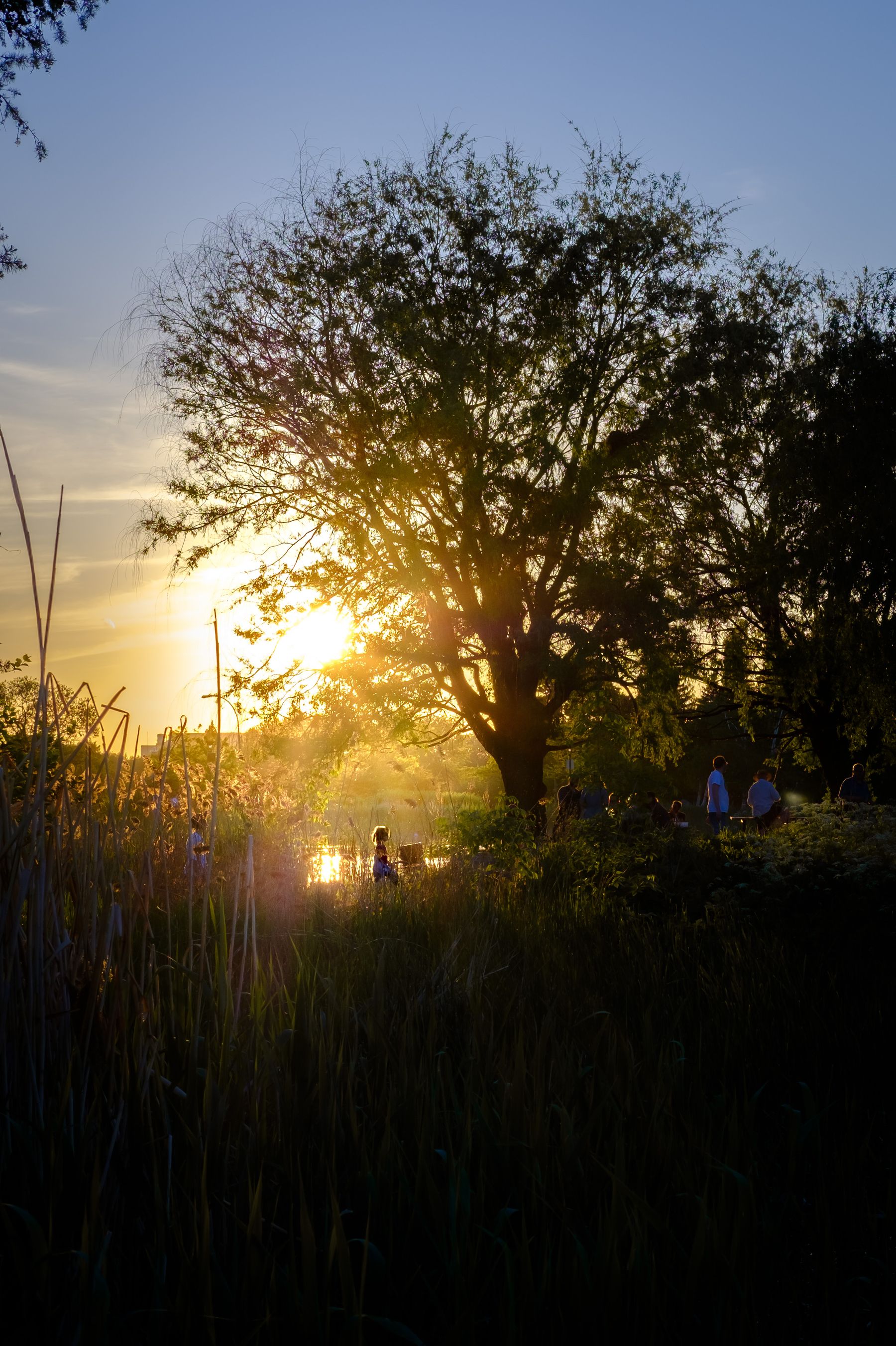 The sun sets behind the trees as a woman walks towards the grove where the rest of the party is waiting for her.