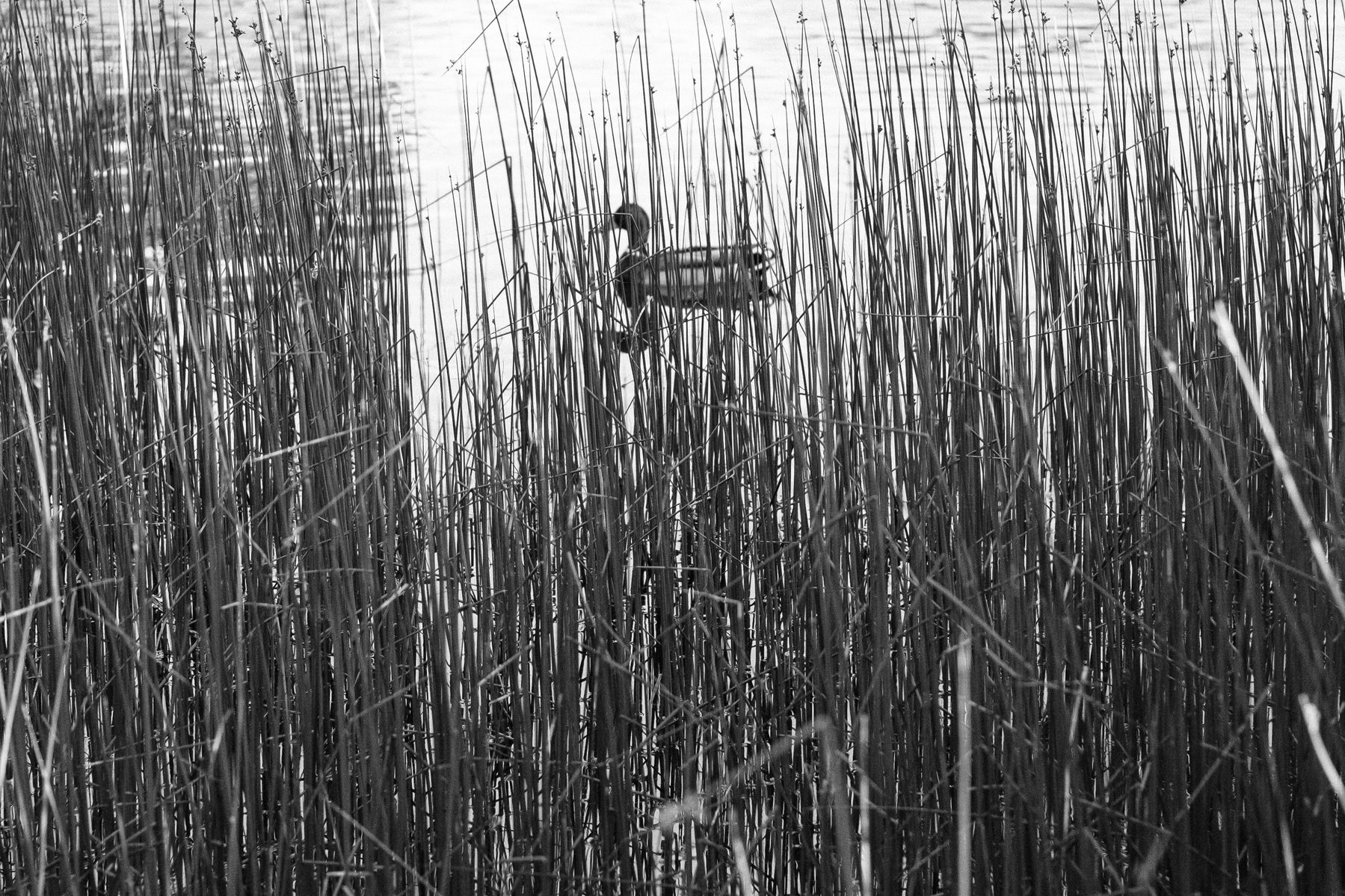 Looking through the grass, we see a duck swimming.