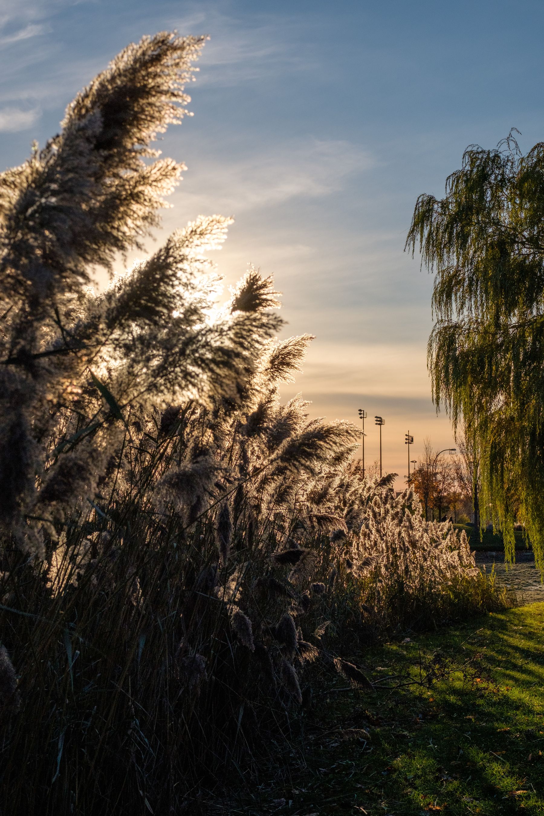 The sun sets behind the reeds.