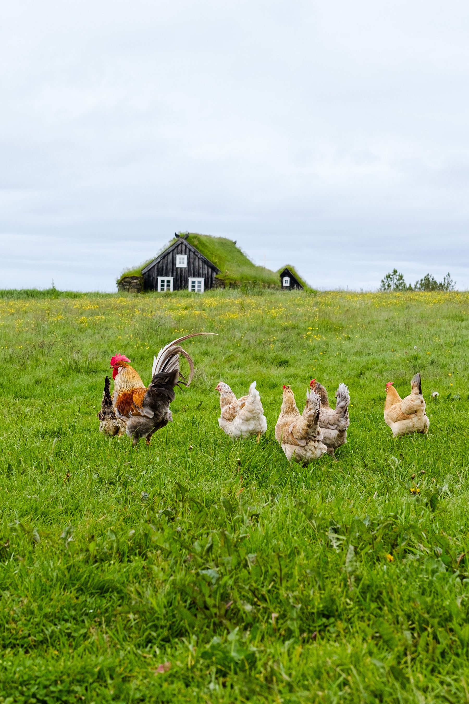 A photo taken in Árbæjarsafn which is a museum dedicated to Iceland's architectural history. The chickens are "landnámshænur" which is said to be the original viking breed of chicken.