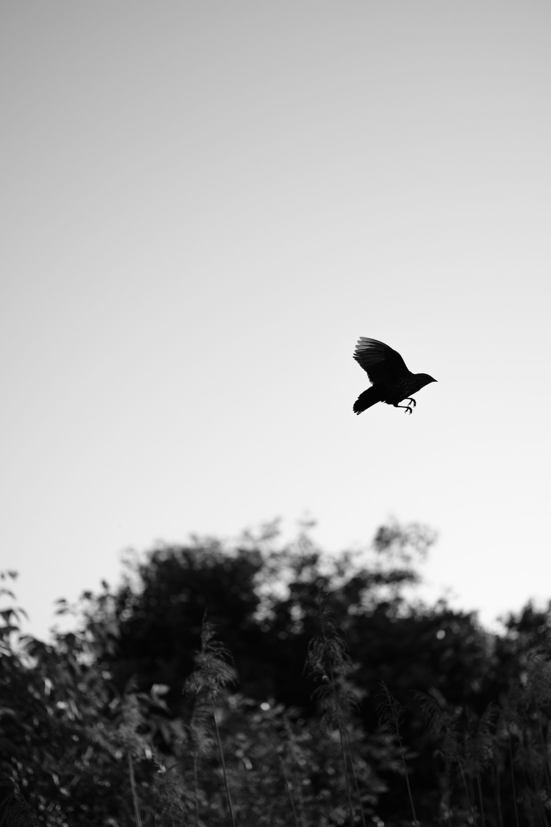 The silhouette of a sparrow caught mid-flight.