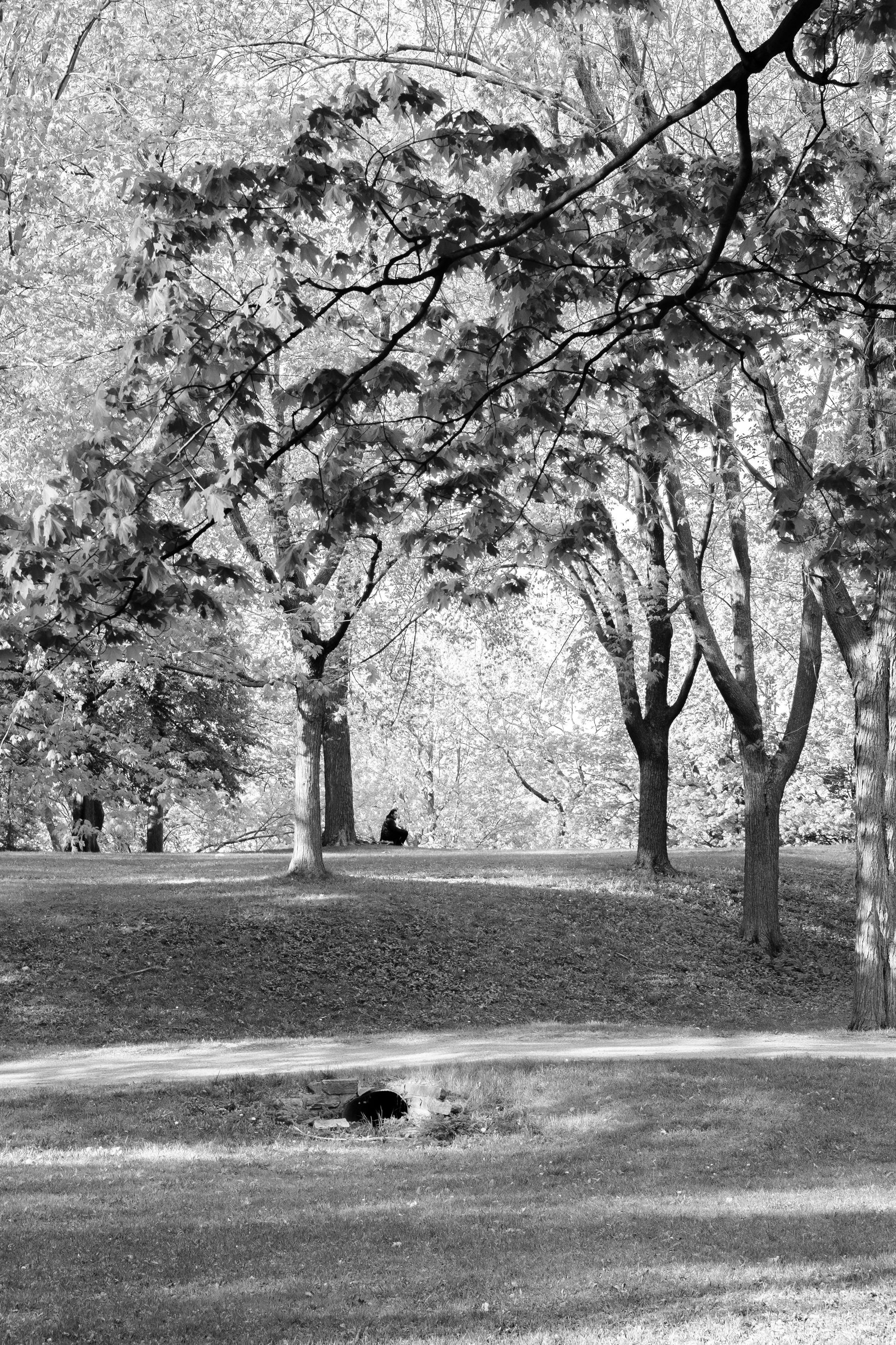 In the distance, we see a man sit under a tree.