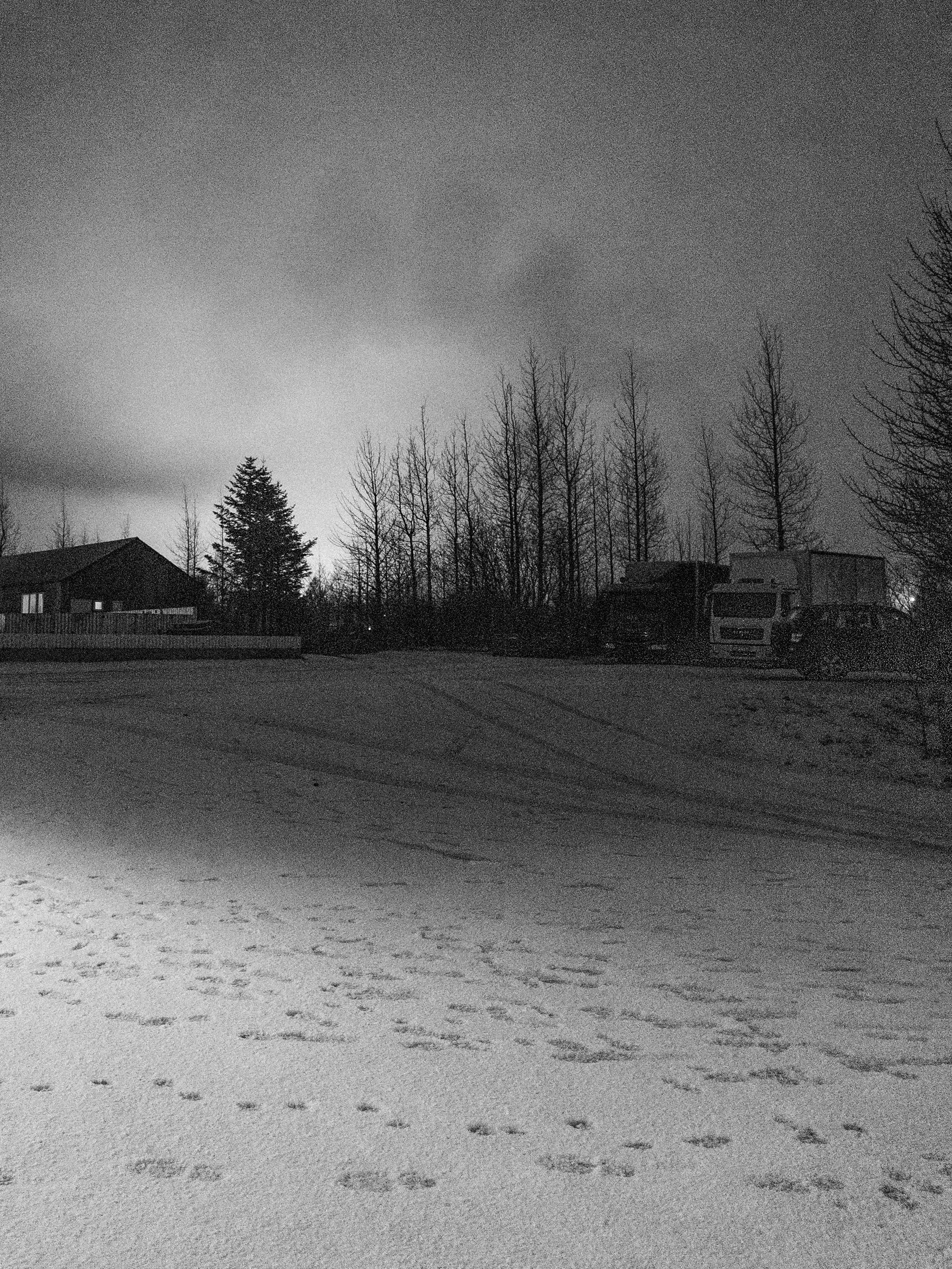 The light from a commercial greenhouse lights up a line of spruce trees.