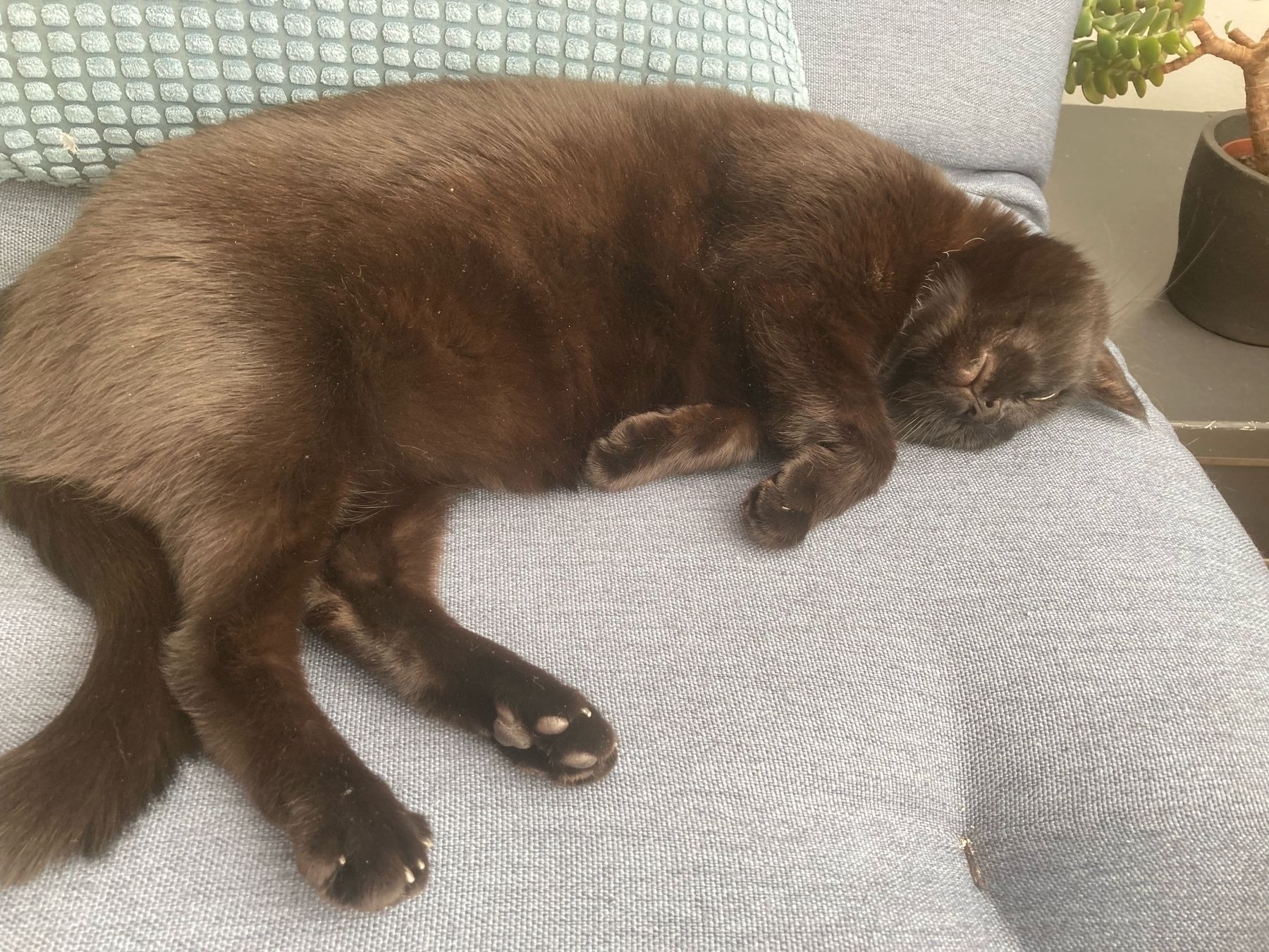 Kolka naps on the sofa. Her fur takes on a reddish hue in the sun.