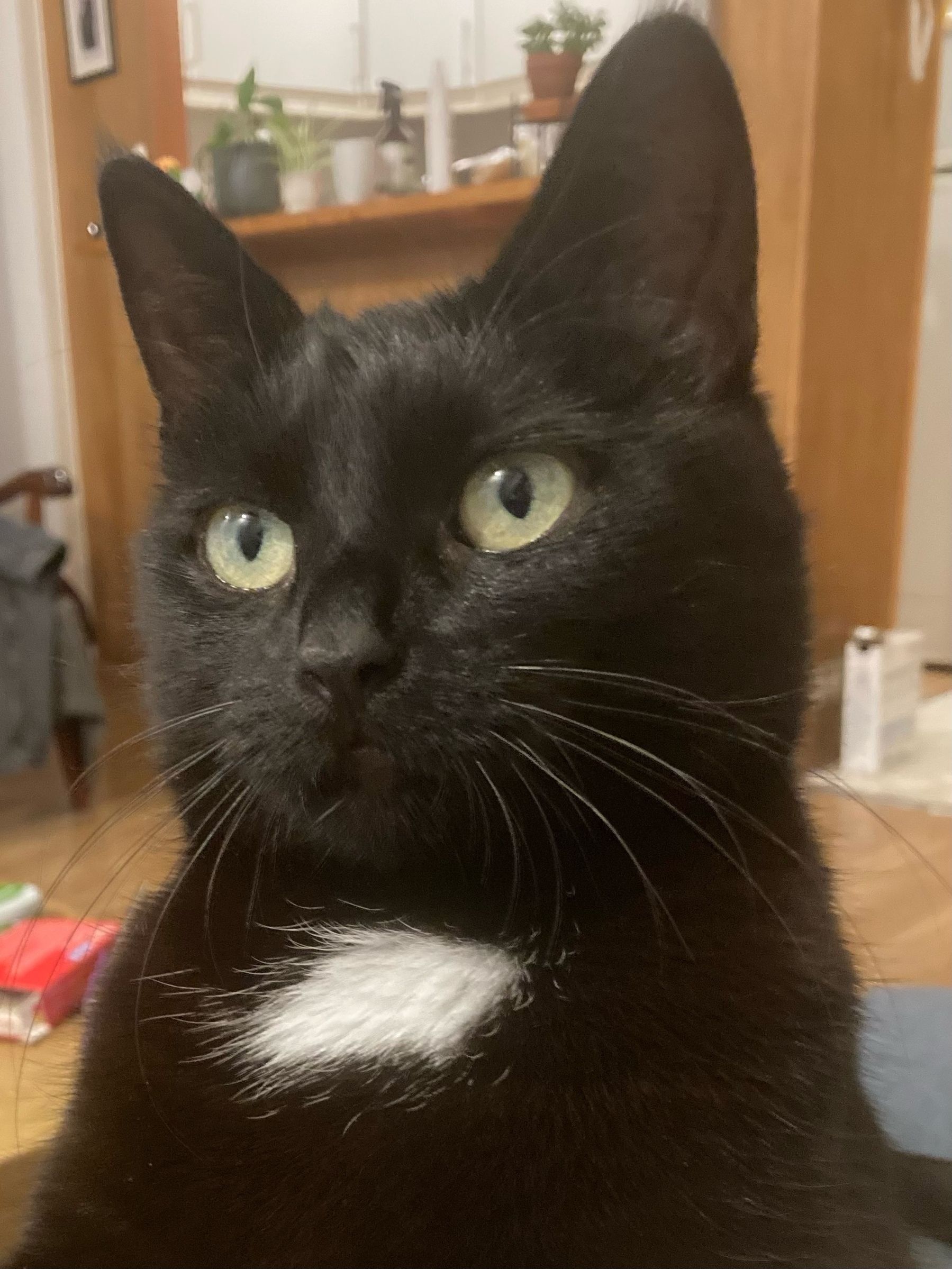 Portrait photo of Kolka, a black cat with a white spot on her chest.