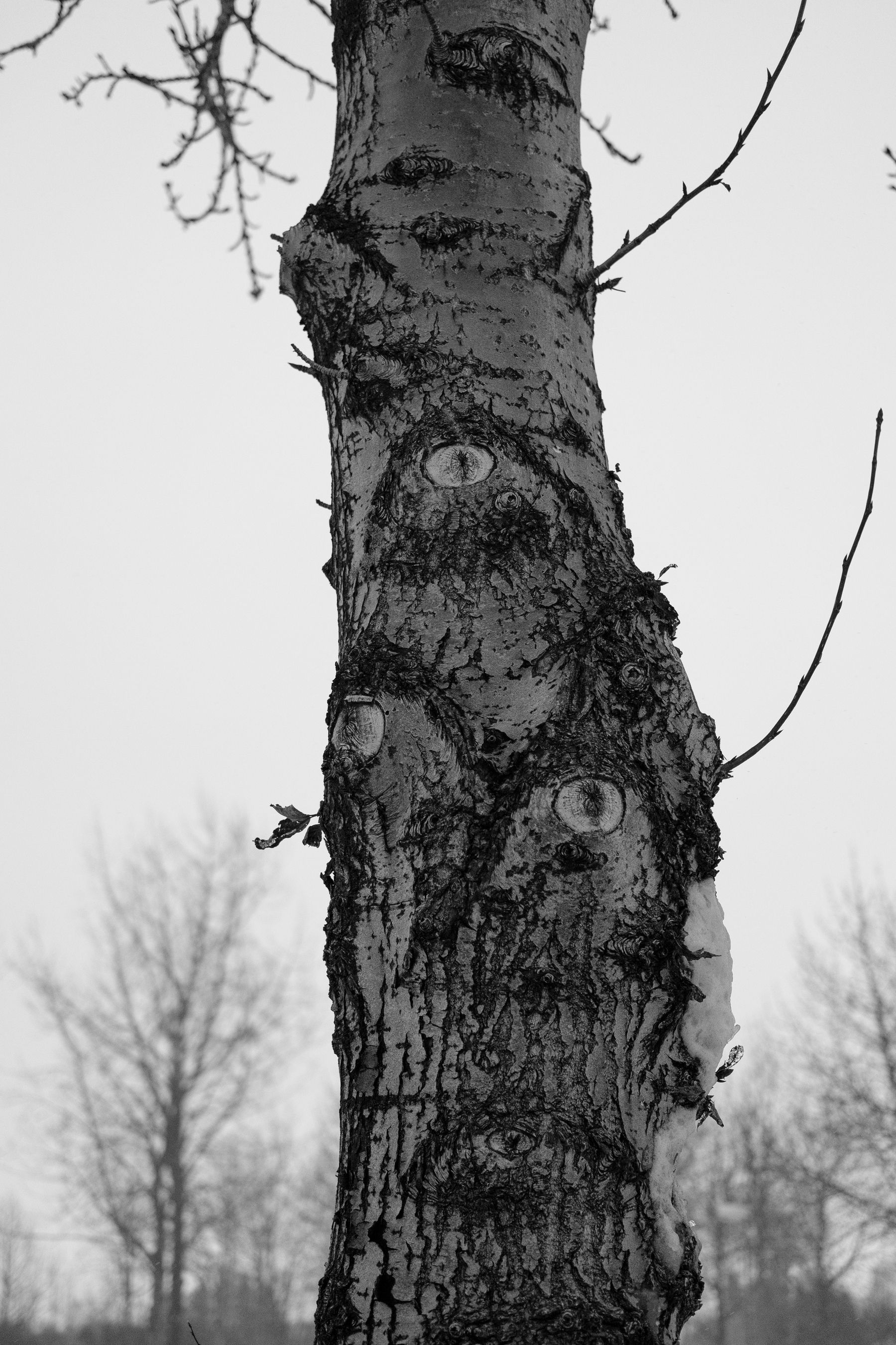 I just liked the look of this tree. 