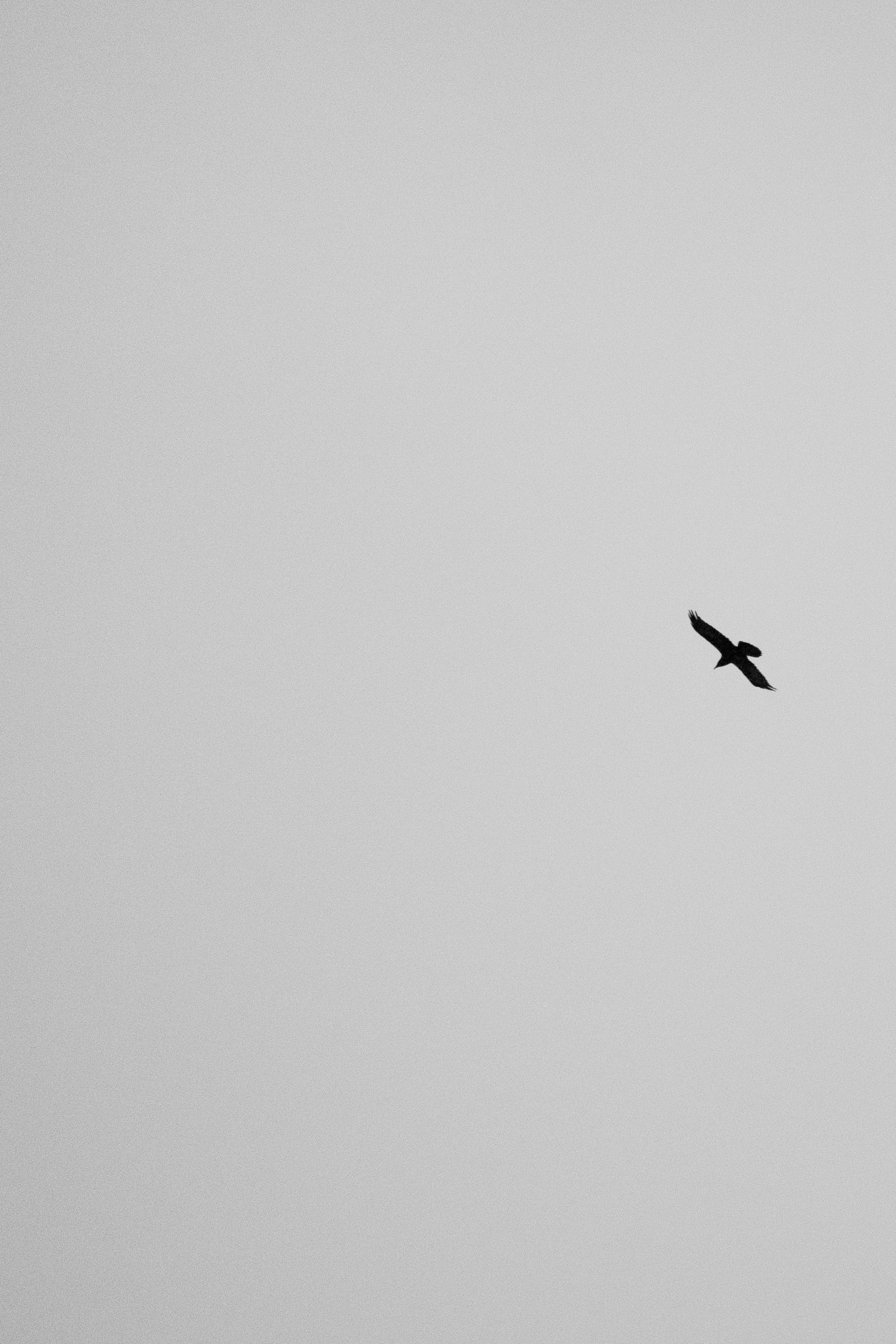 A lone raven flies against a clear sky