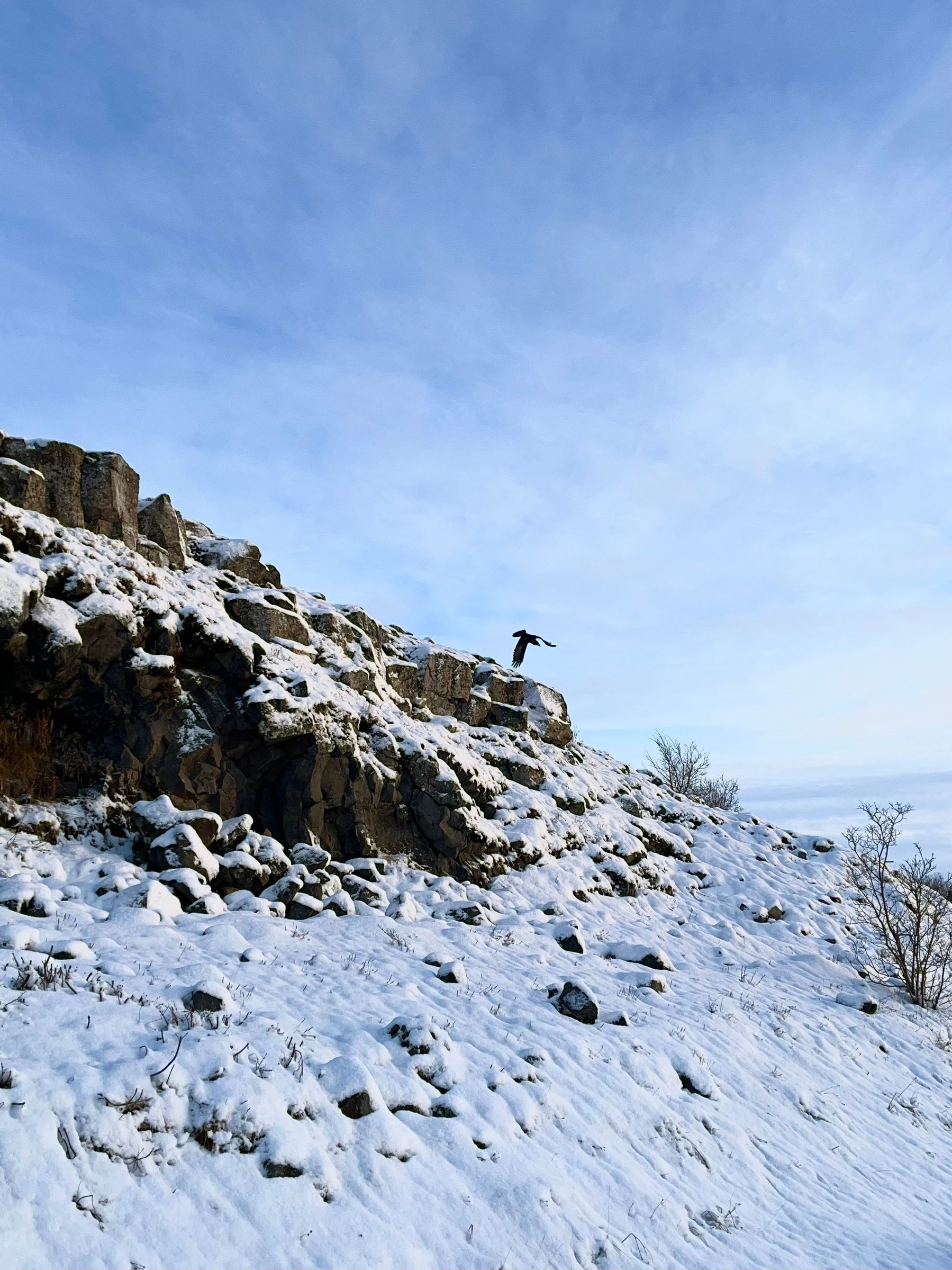 A raven takes off from one of the cliffs near the ocean.