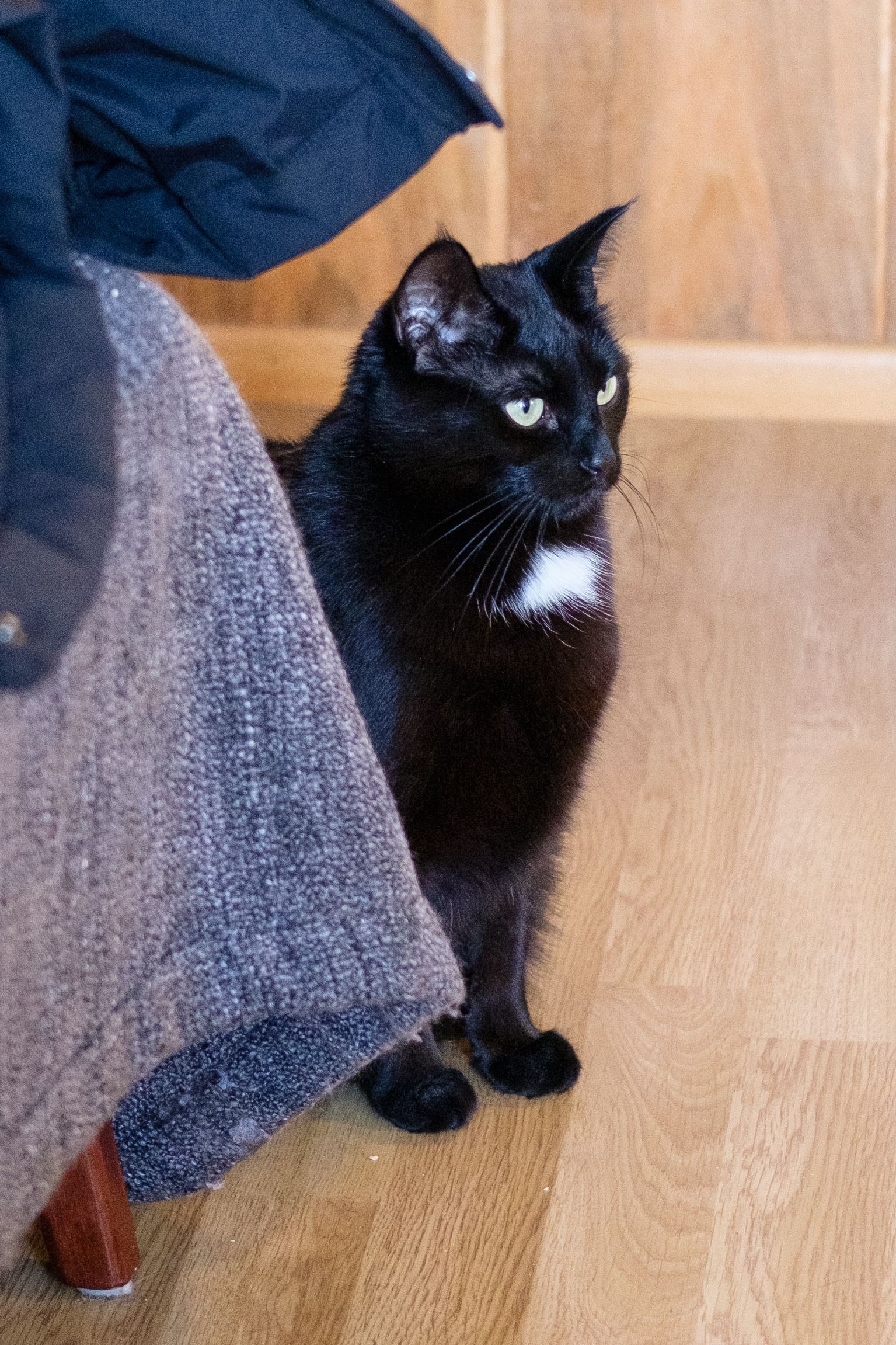 Kolka, the cat, sits at a distance and inspects the people who are visiting.