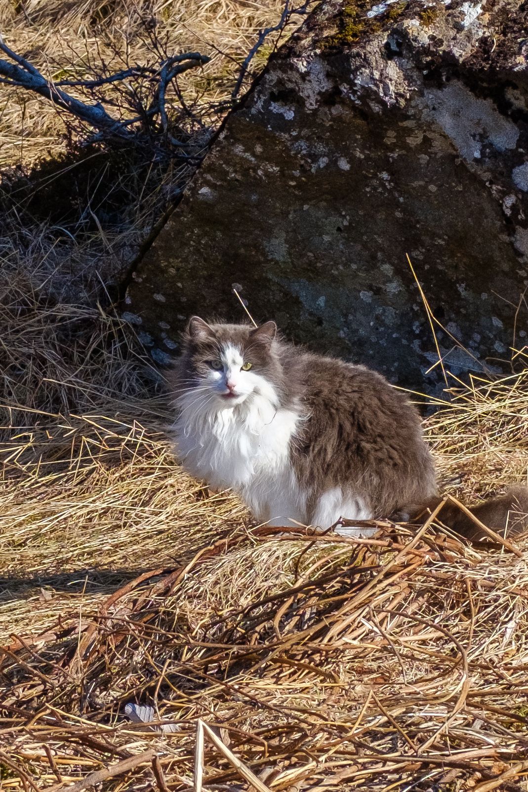 A long-haired grey and white, tuxedo-patterned cat is sitting in the long grass