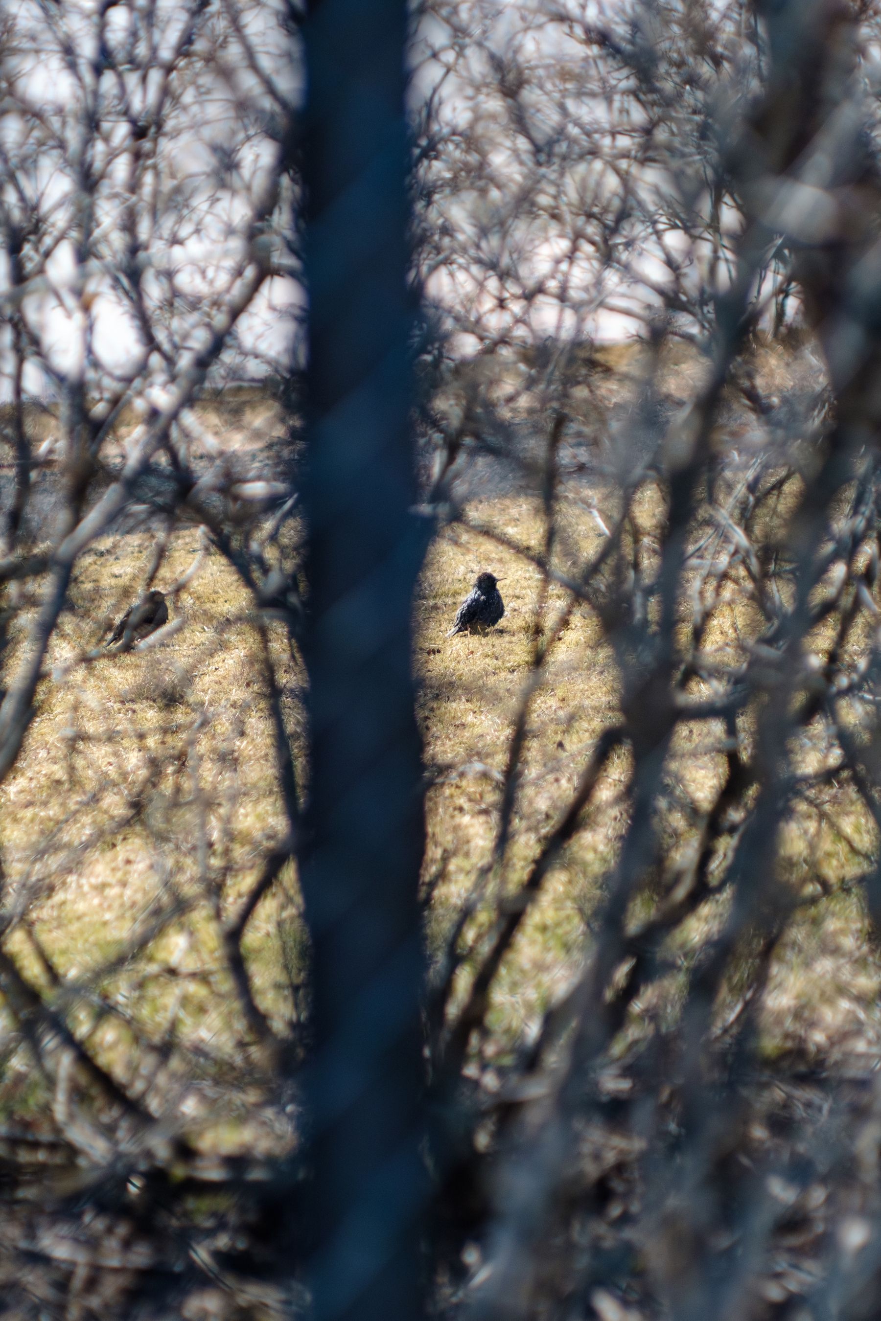 Two starlings on the same patch of grass in the geothermal park. This time the view is through a cluster of tree branches.