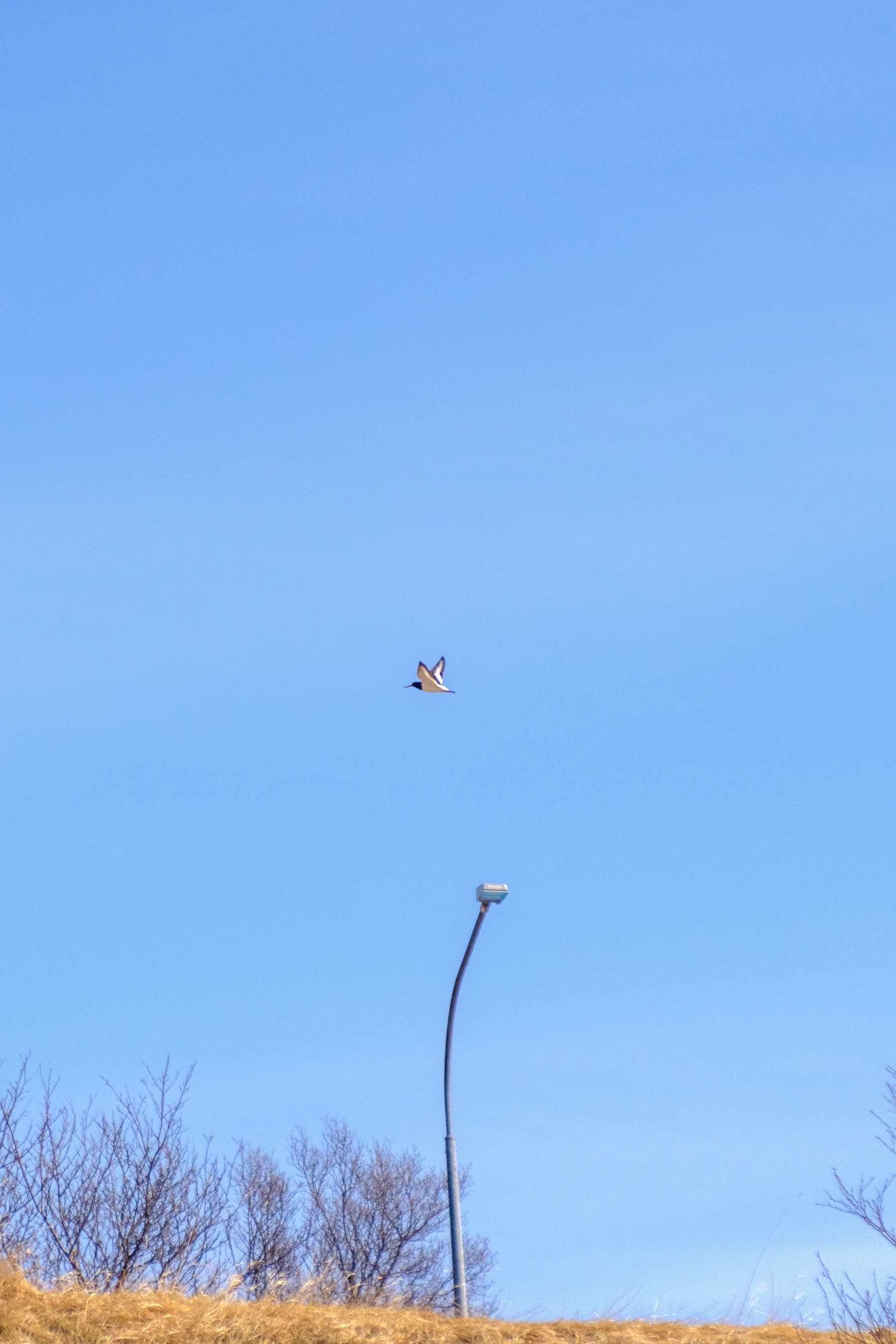 That’s a Eurasian oystercatcher flying through a clear sky. Called “tjaldur” in Icelandic.