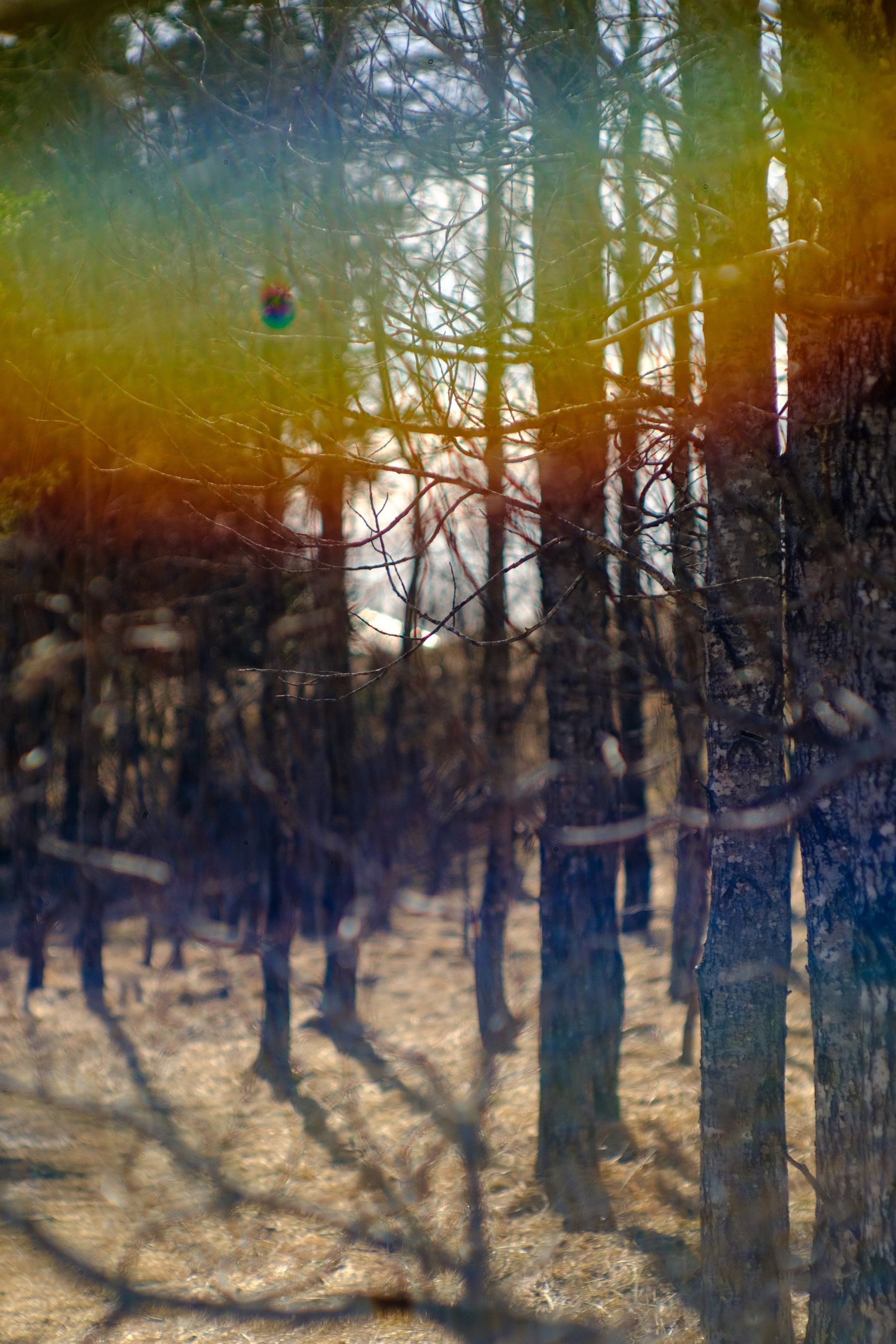 A very blurry photo of trees. The flare and washed out look does a good job of showing just how funky the lens is