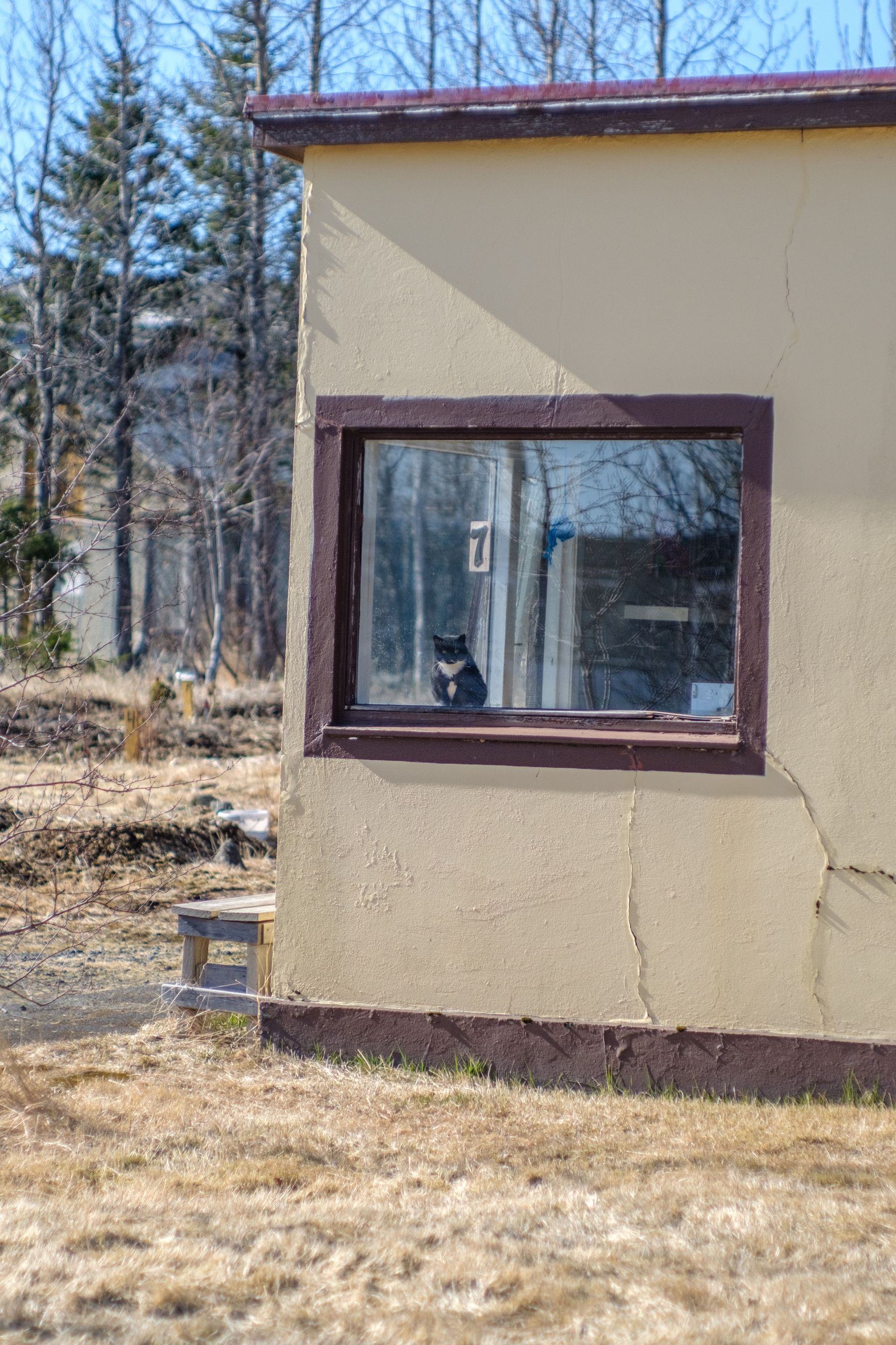 A black and white sits in the corner window of an old house that once upon a time would have been described as built in the Nordic funkis style. 