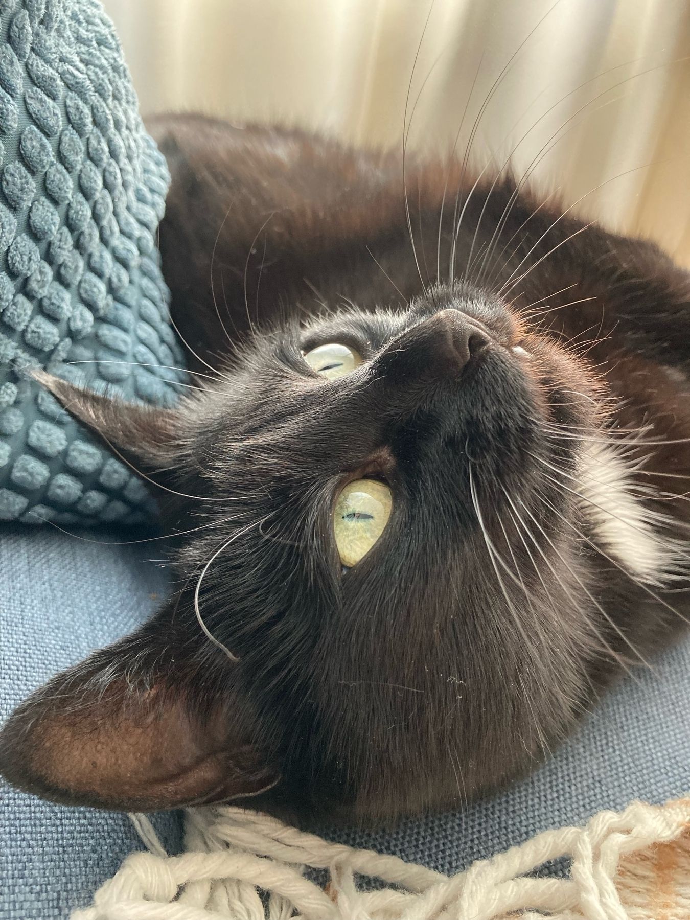 Still looking up, but this time the cat Kolka is looking at something on the ceiling. 