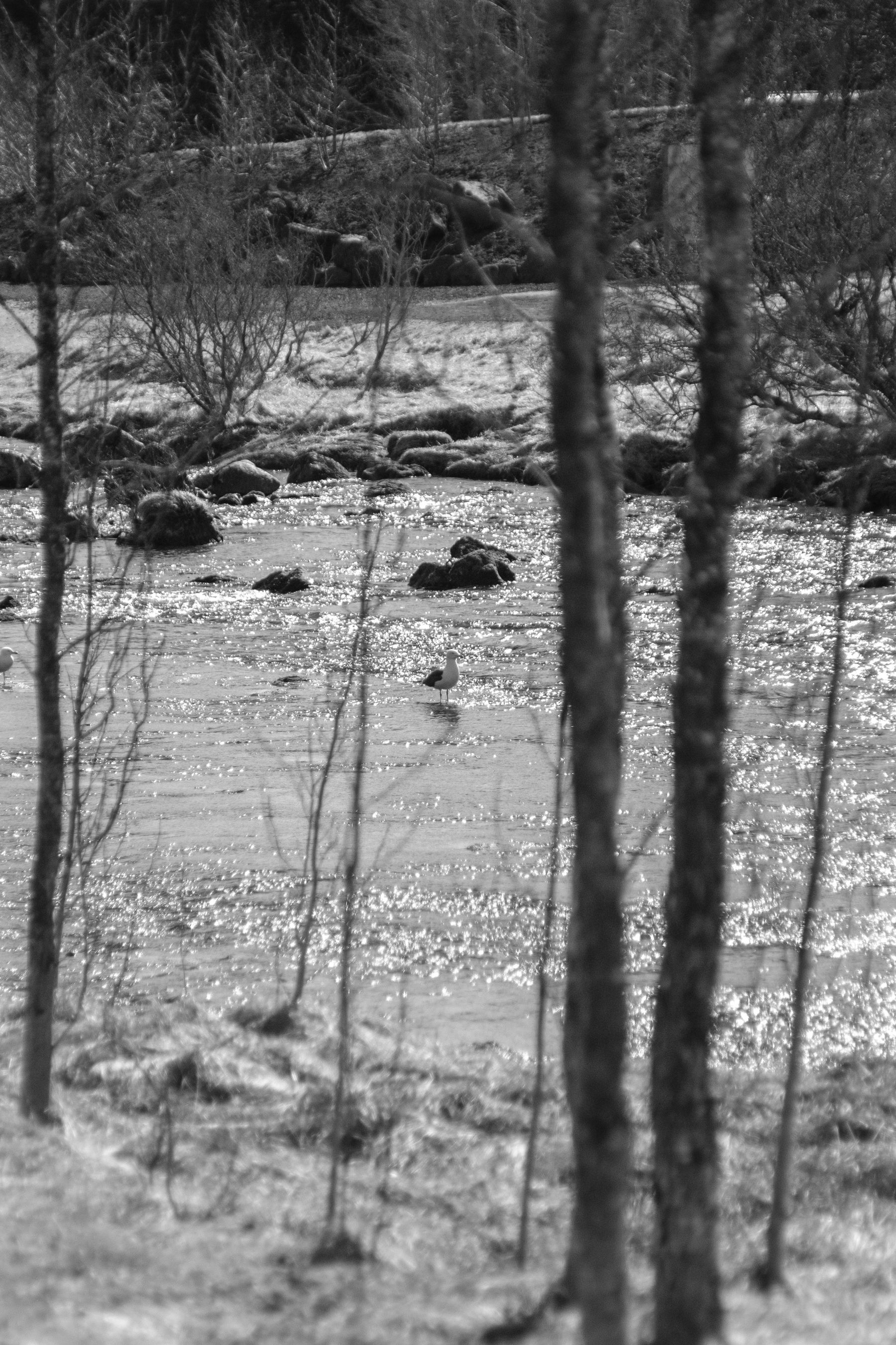 Another view of one of those gulls, this time through a treeline.