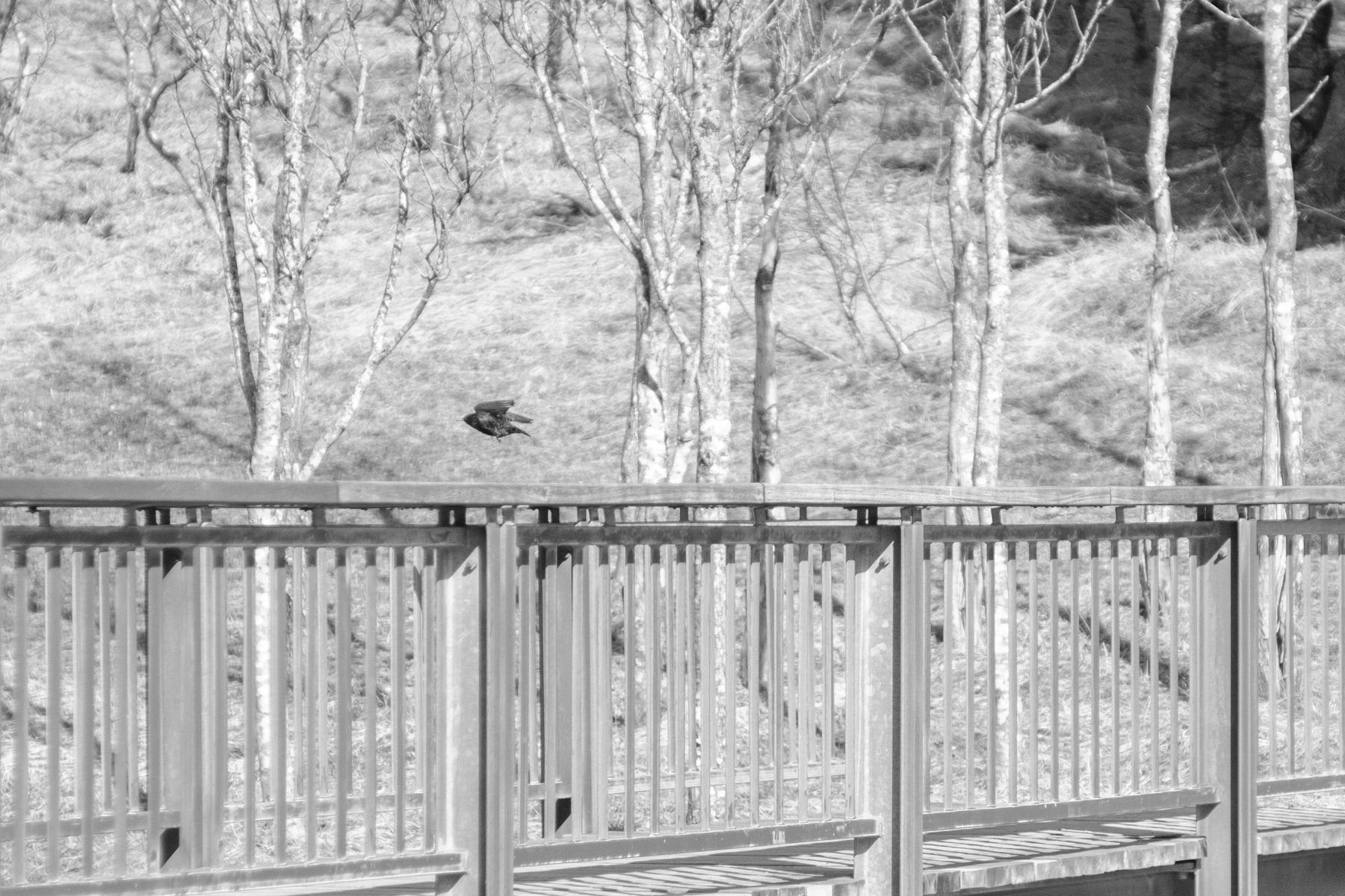 A sparrow or a thrush of some kind taking off from a walkbridge over Varmá