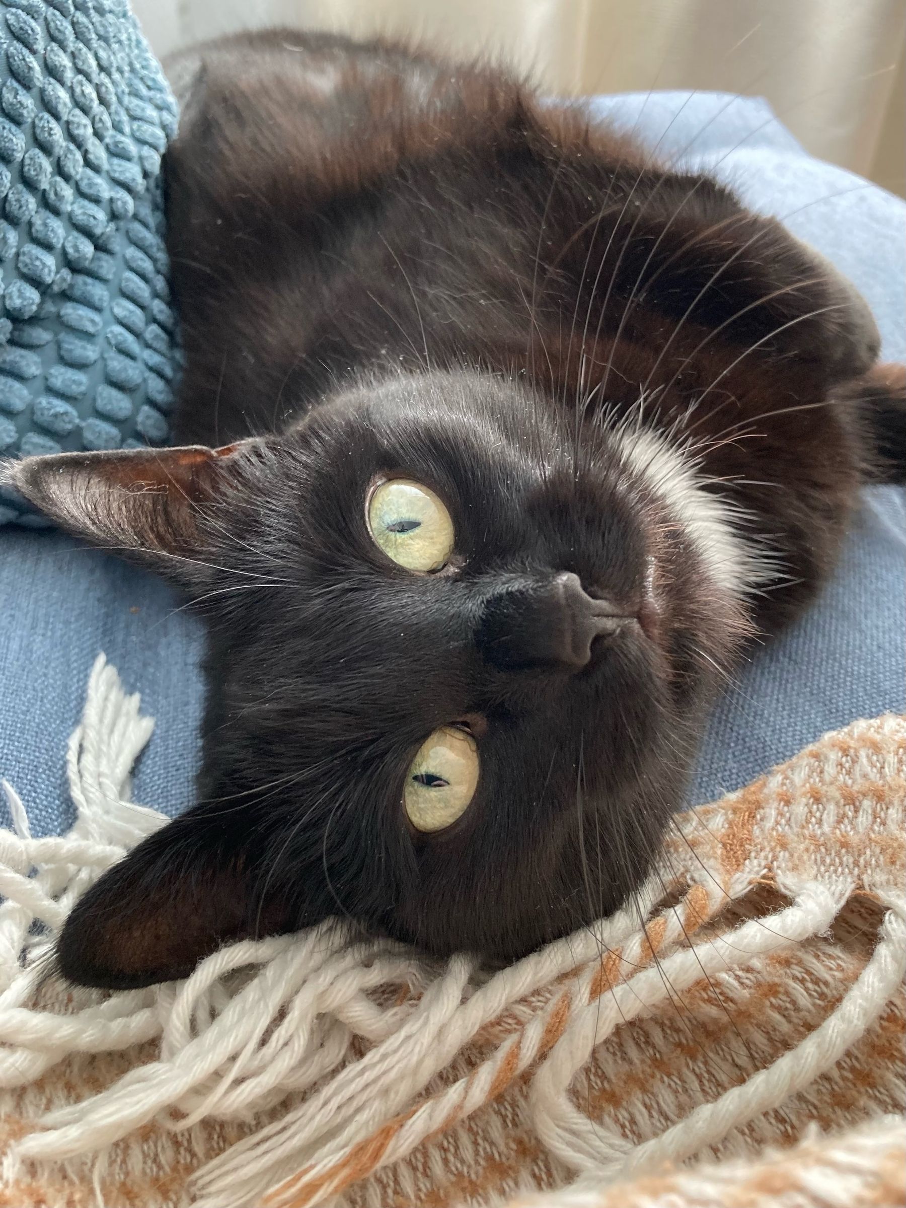 Kolka lies on the sofa looking up at the photographer expecting attention