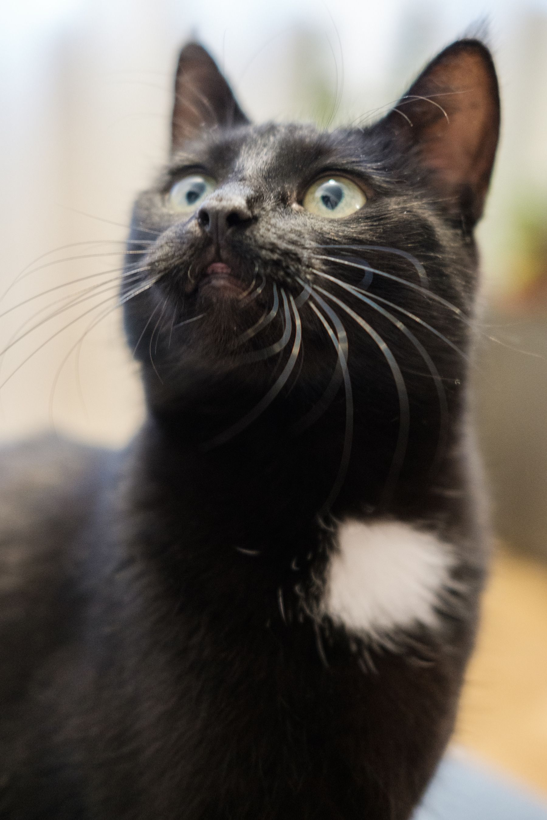 Kolka, a black cat with a white spot on her chest, looks up at her surroundings with curiosity.