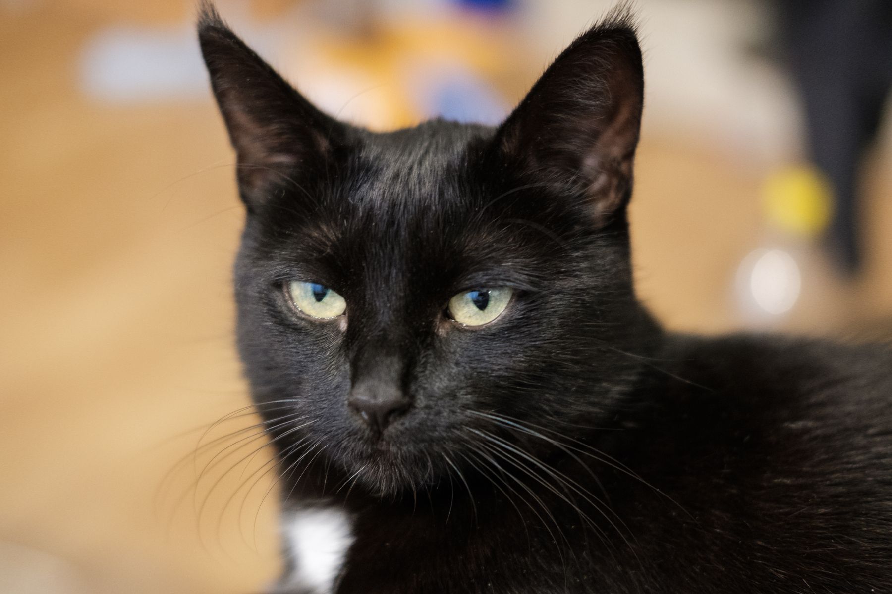 A picture of the cat as she is just starting to relax around the photographer (my sister).