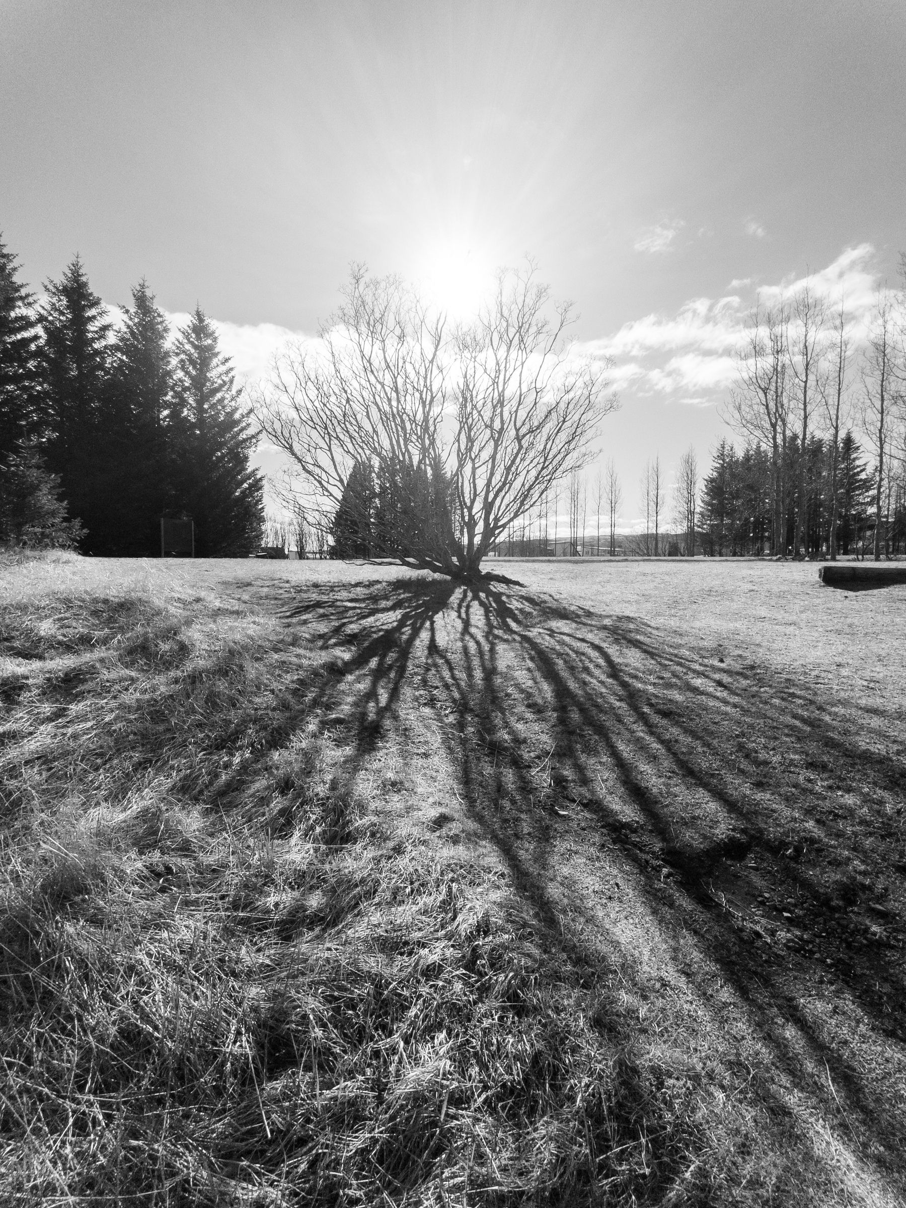 A black and white photo where the summer sun shines through a tree that hasn’t leaved yet, casting a shadow that looks like a pattern of interlocking black lines