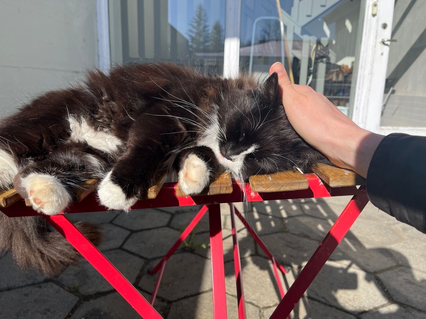 And, actually, she was very keen on having her head scratched as you can see of this photo where I scratch the cat’s head.