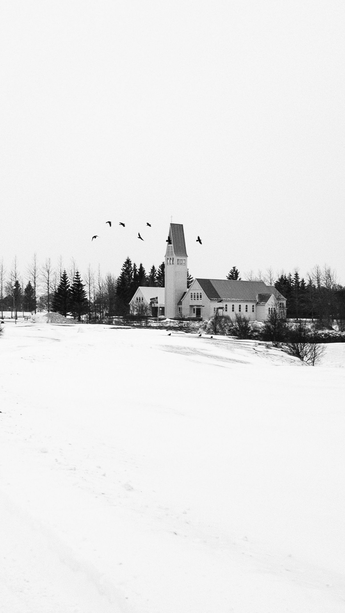 A black and white photo of a group of ravens circling in the air. You can see the local church behind them. 