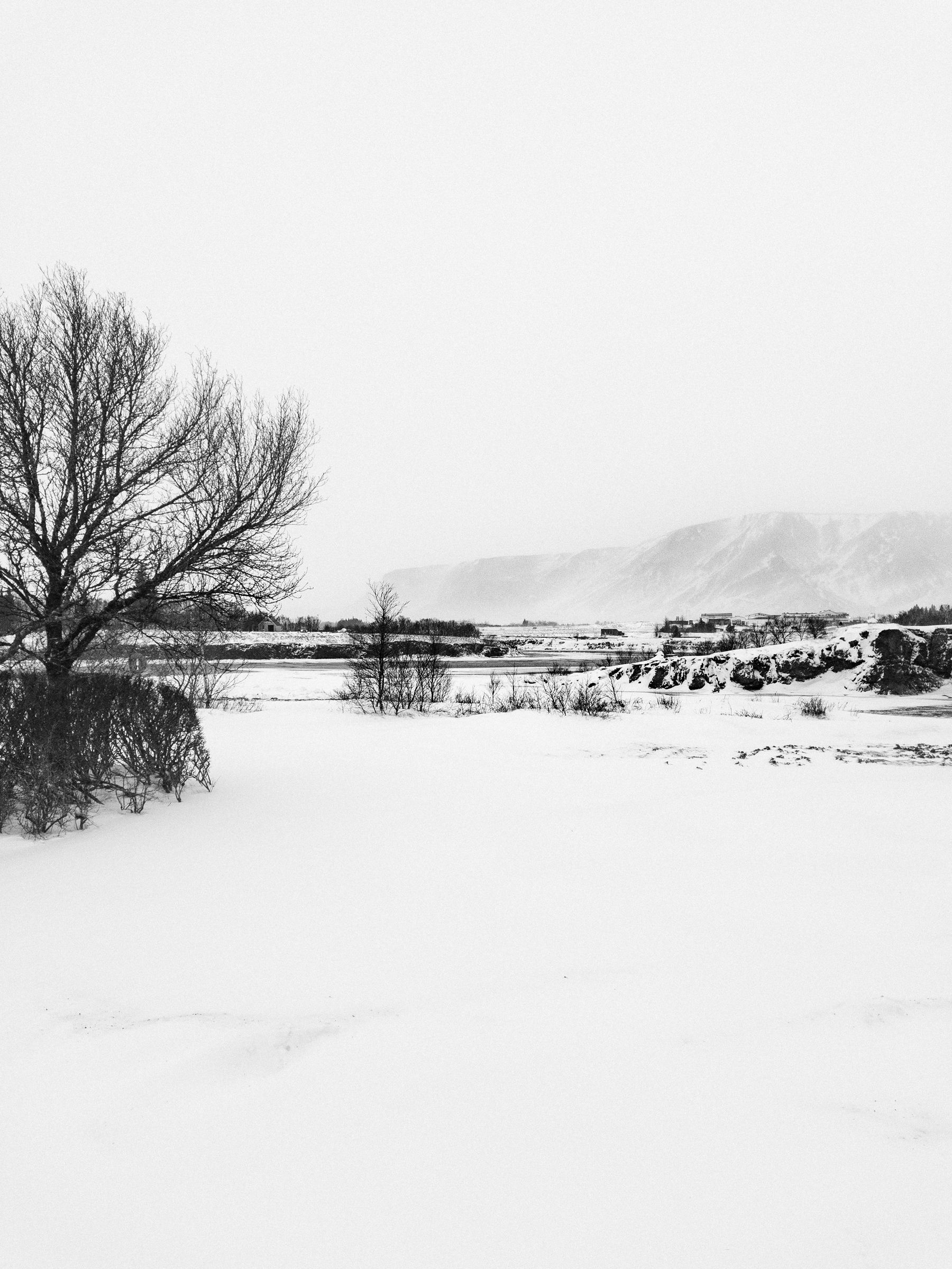 A black and white photo that is mostly white, because of the cloudy sky and snow on the ground. The trees, rocks and the mountain in the distance are a narrow band across the centre of the image.