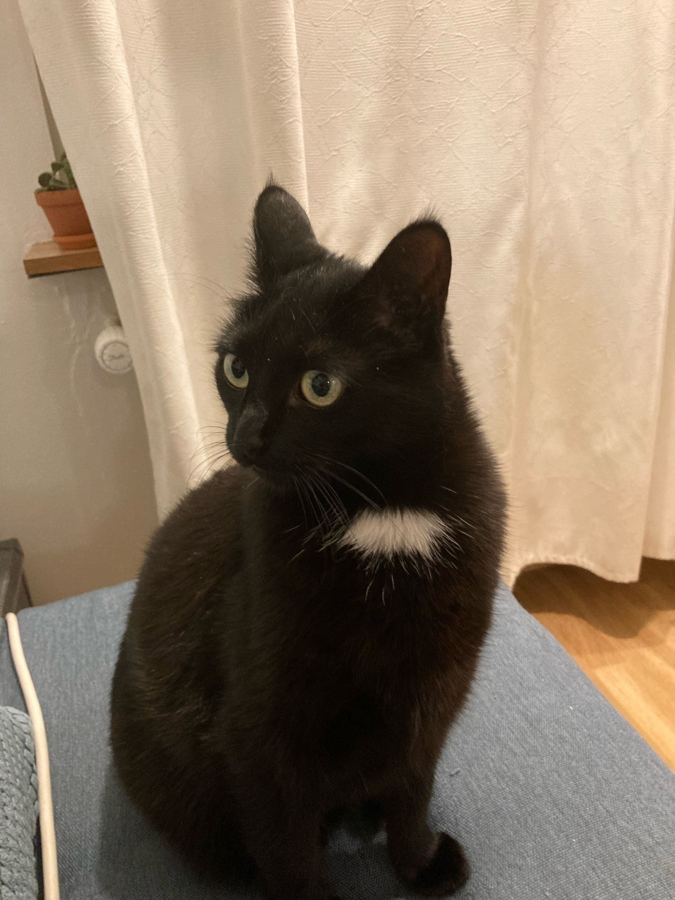 A black cat with a white spot listening very intently. Ears alert.