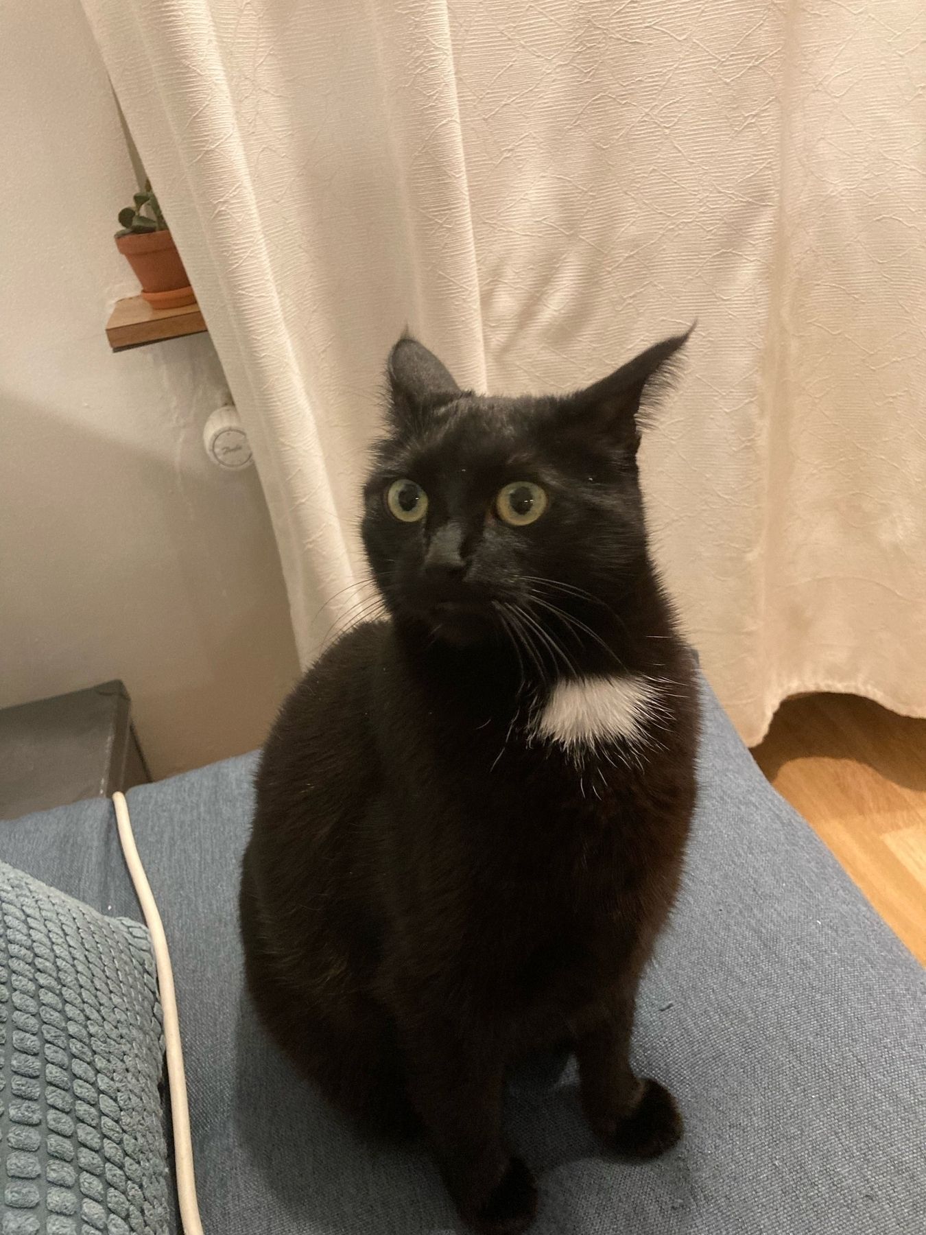 A black cat with a white spot looking worried as she hears a loud dog walk past the apartment.