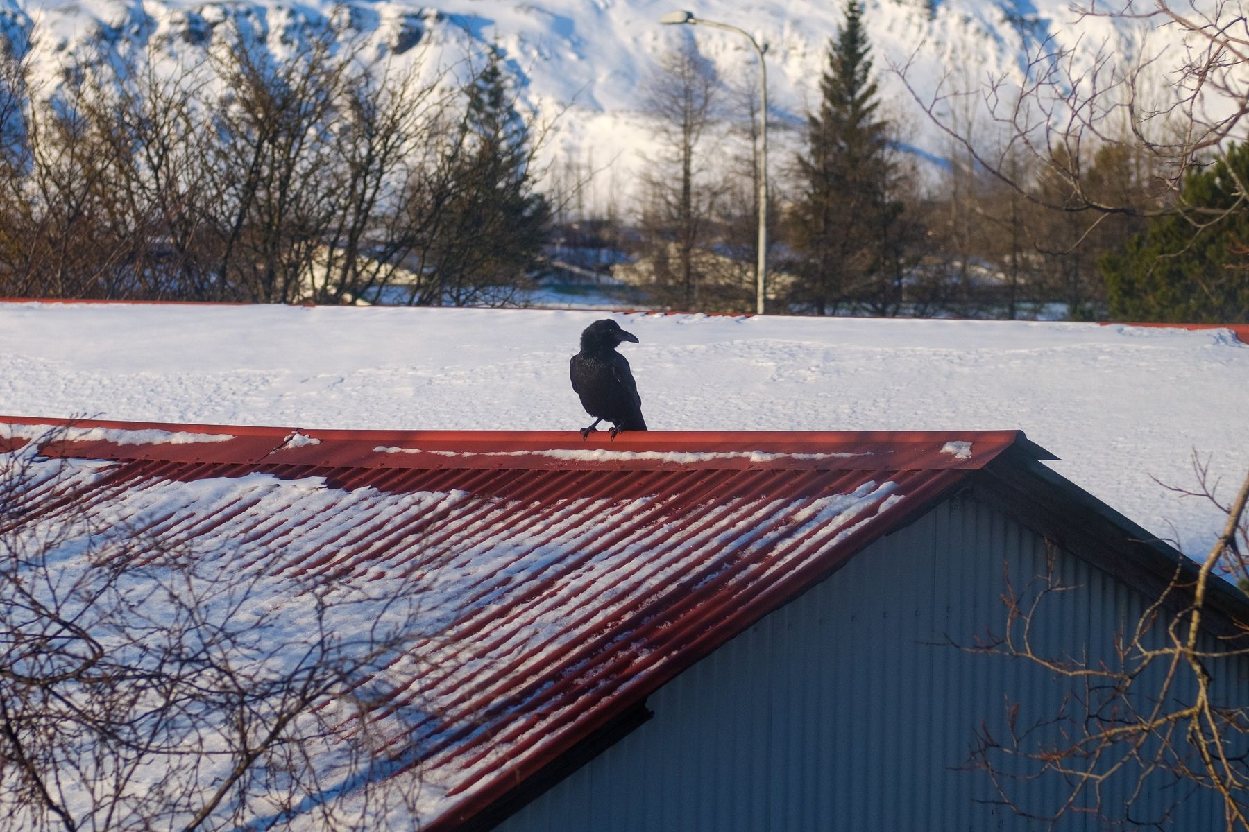 A raven hanging out on my next-door neighbour's roof, regarding me with suspicion 