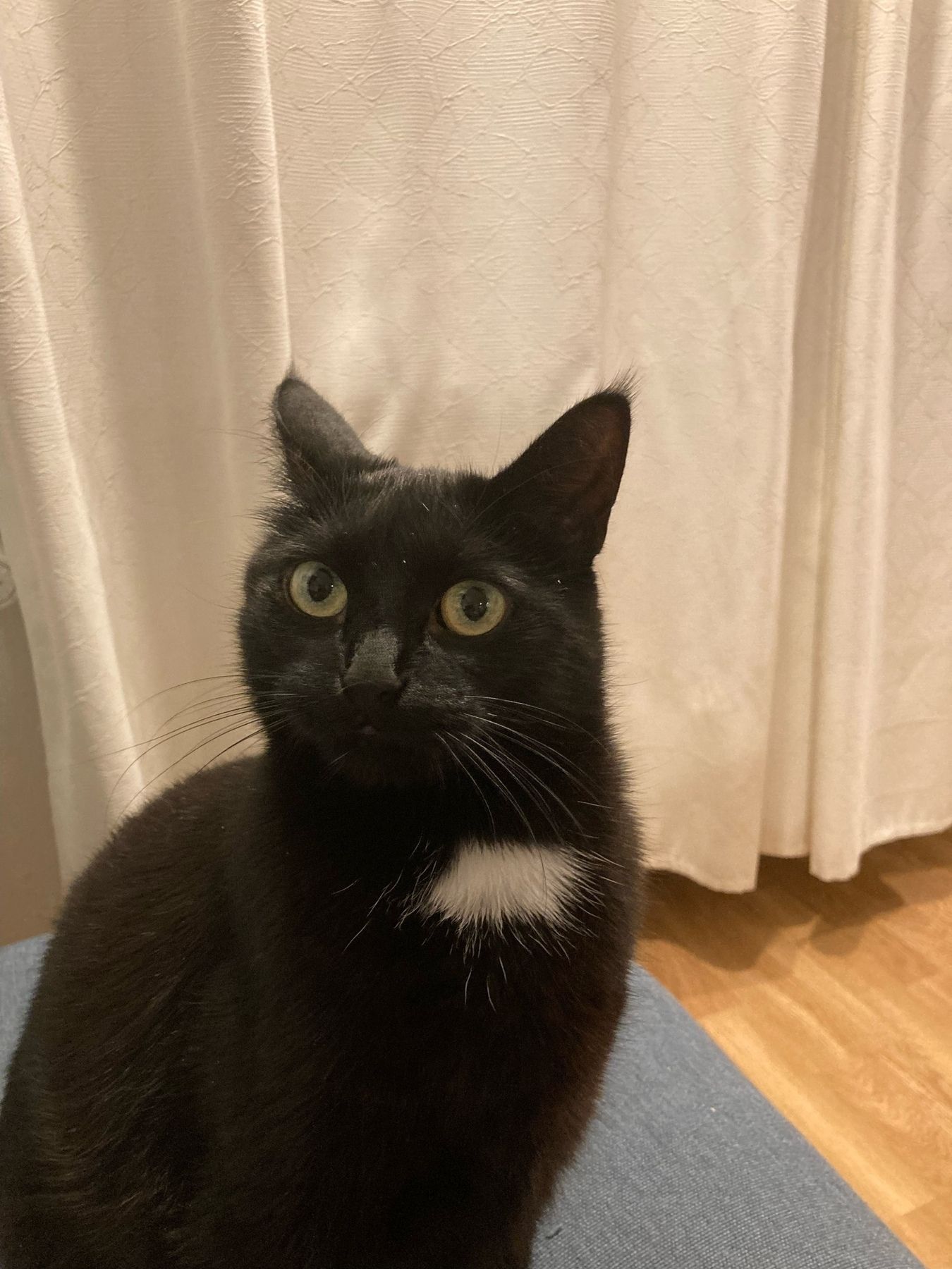 A black cat with a white spot looking at the photographer with a bit of a worried look.