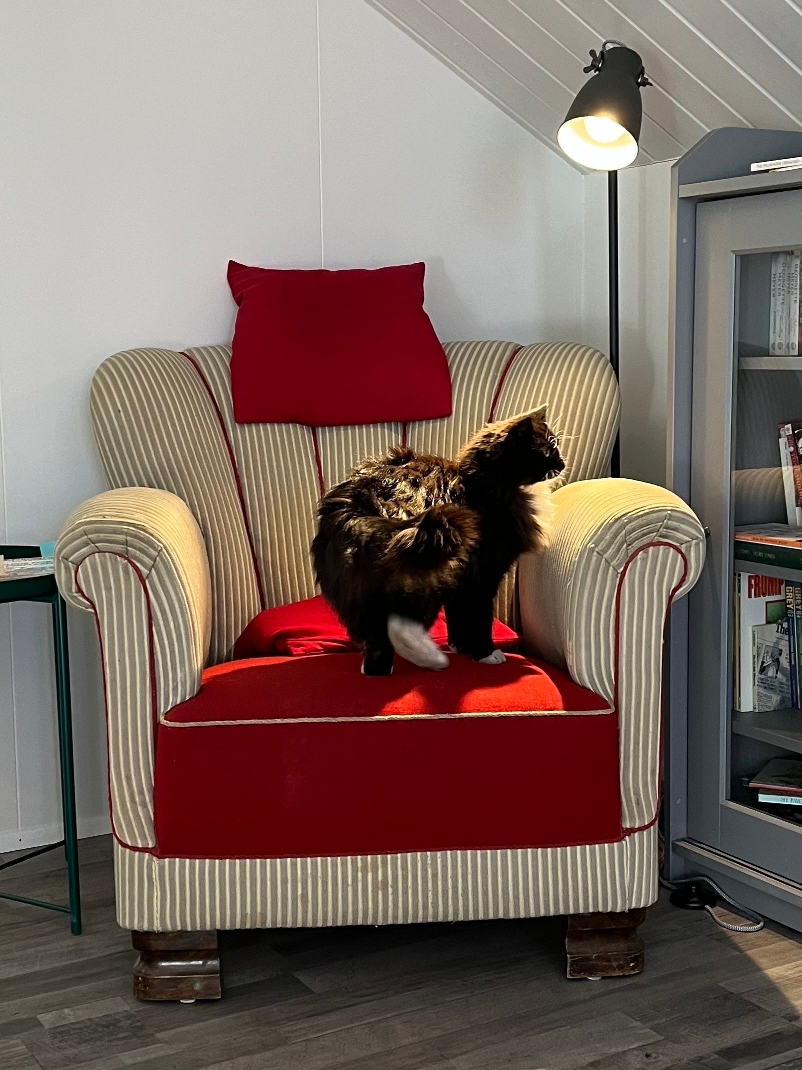 A small black and white long-haired cat inspects a seventy-year-old comfy chair