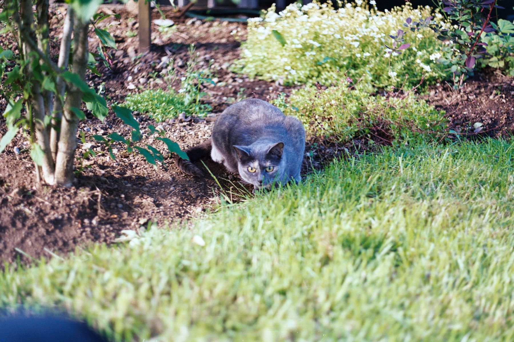 Now the cat is sneaking towards the photographer