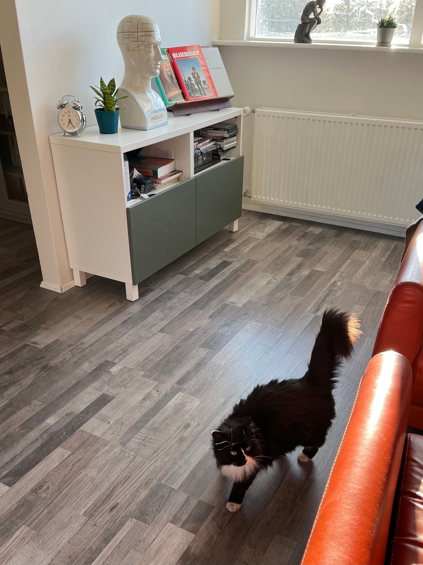 A small black and white long-haired cat inspects the living room chairs