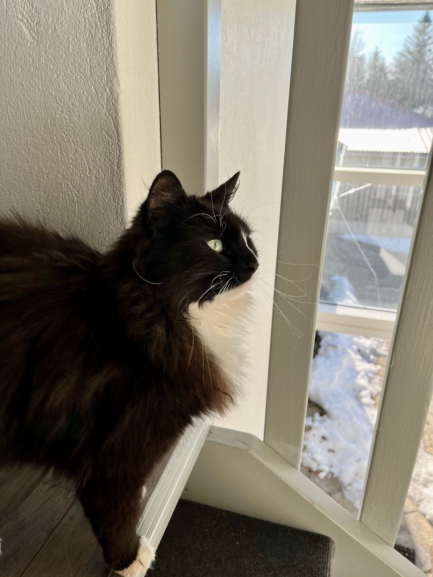 A small black and white long-haired cat inspects the stairway