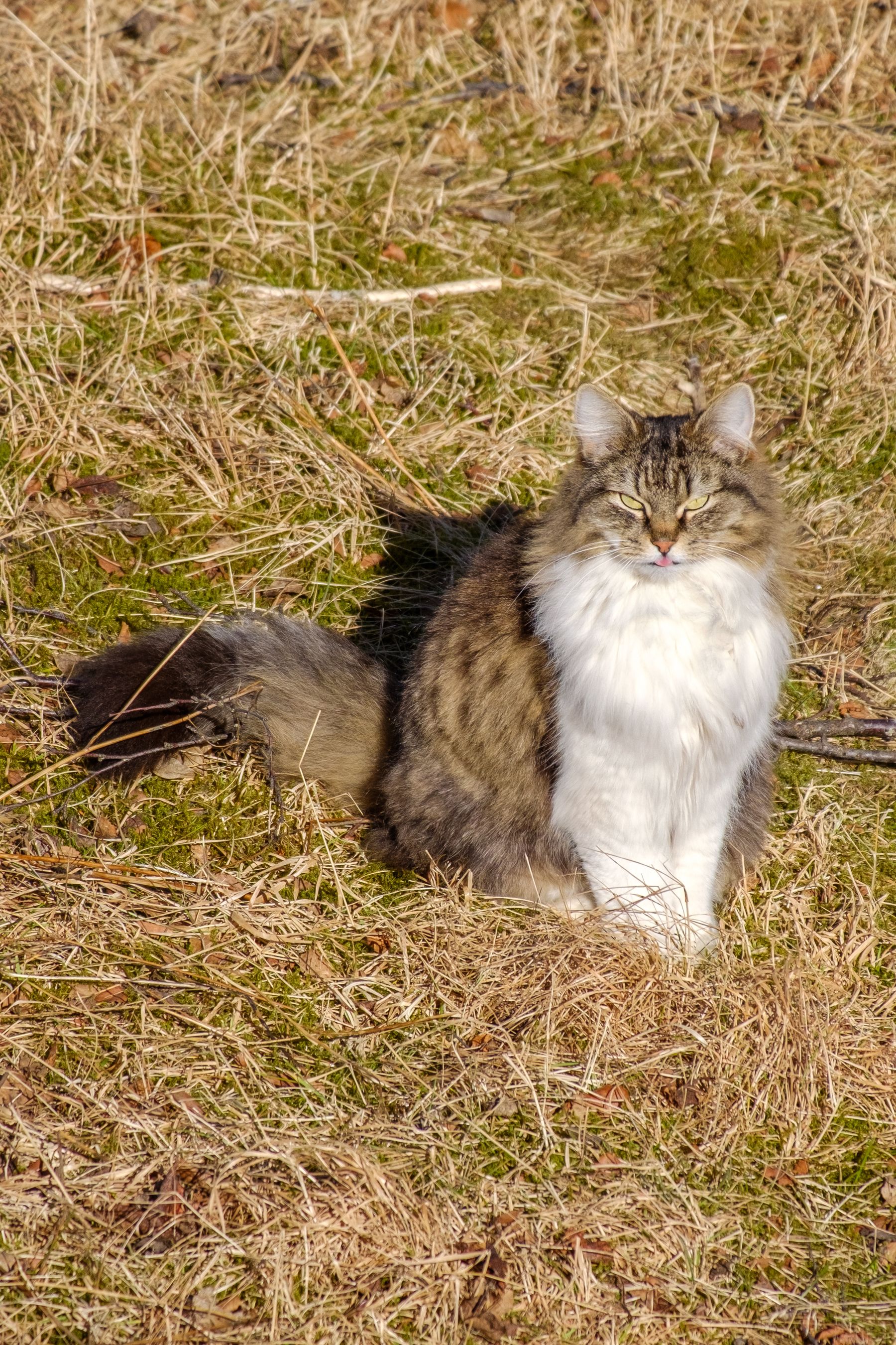 A dignified fluff. A grey and white long-haired cat with just a hint of a blep