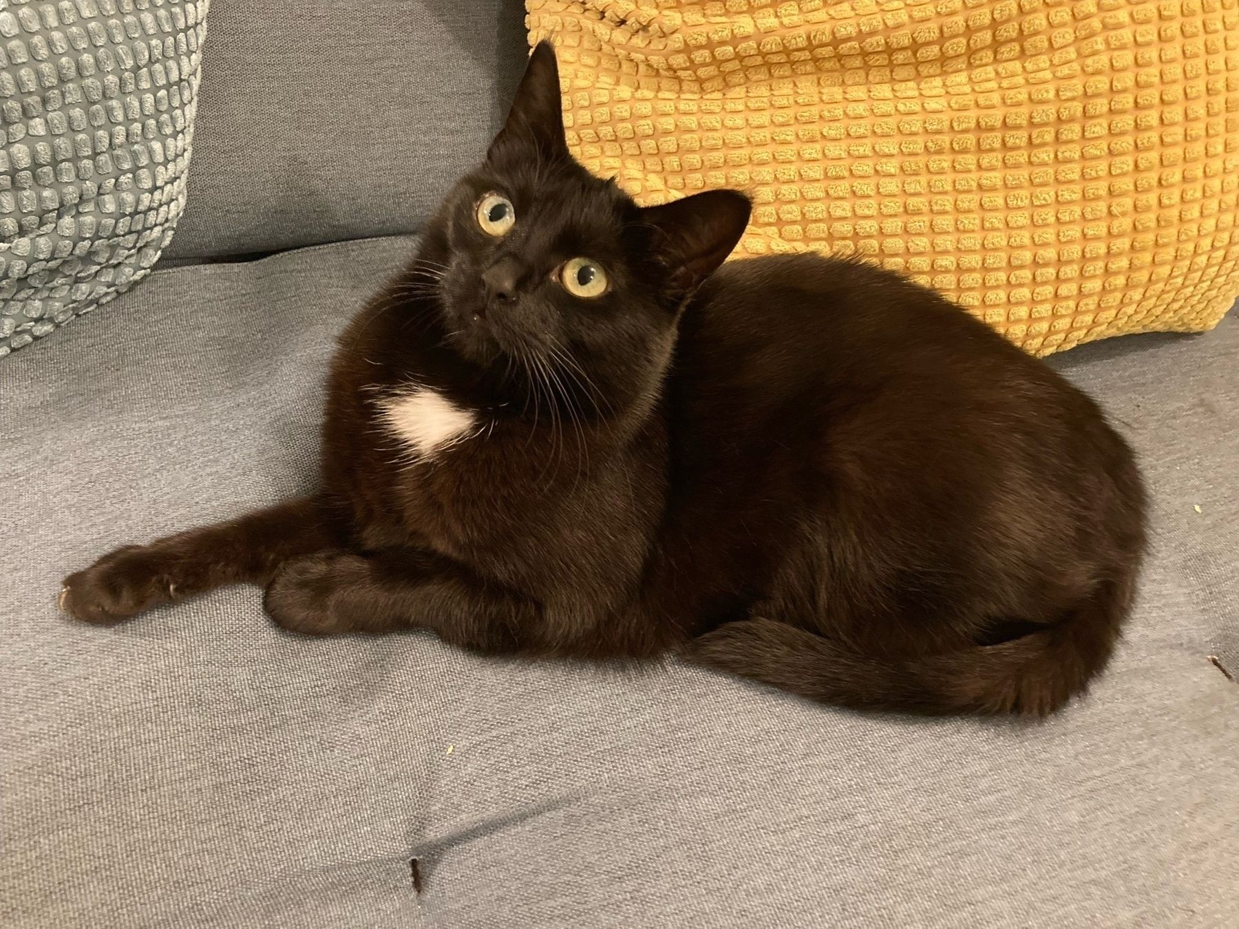 Kolka, a black cat with a white spot on her chest, looks off to the side with a surpised look on her face