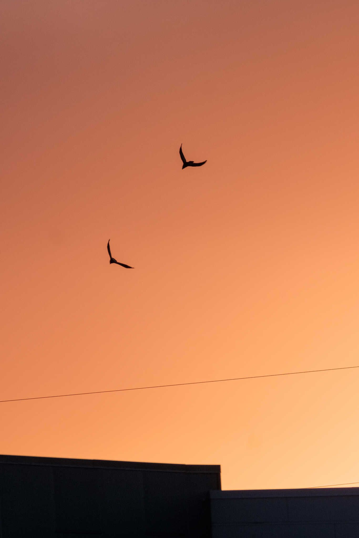 Two ravens flying over a roof while the sun is setting