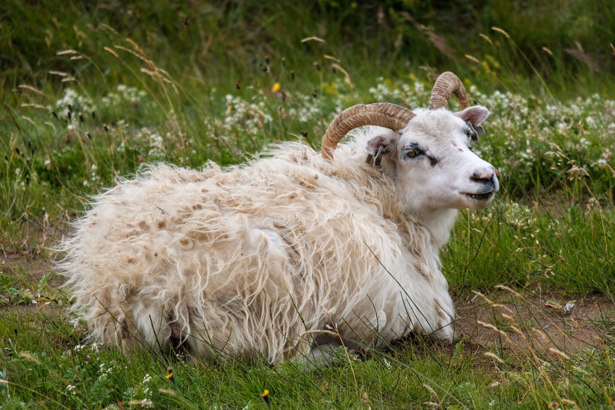 An Icelandic sheep loafs unaffected by the weather