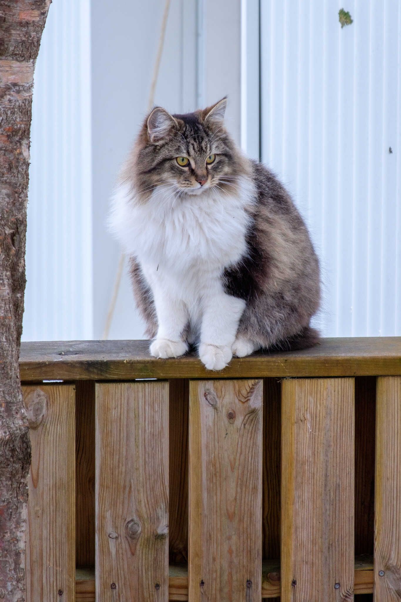 Loðmundur, even fluffier, sits on a fence while looking off to the side