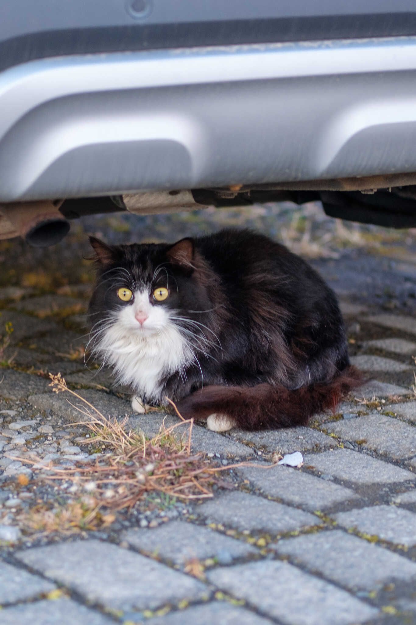 A small black and white cat loafing in hiding under a car. It has a concerned look on its face