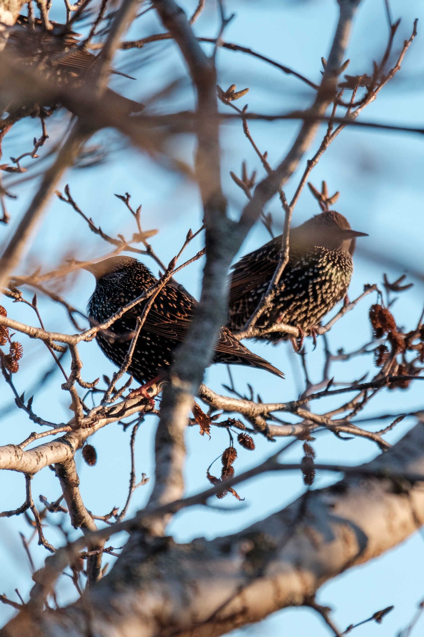 Starlings, relaxing, seen through a haze of branches.