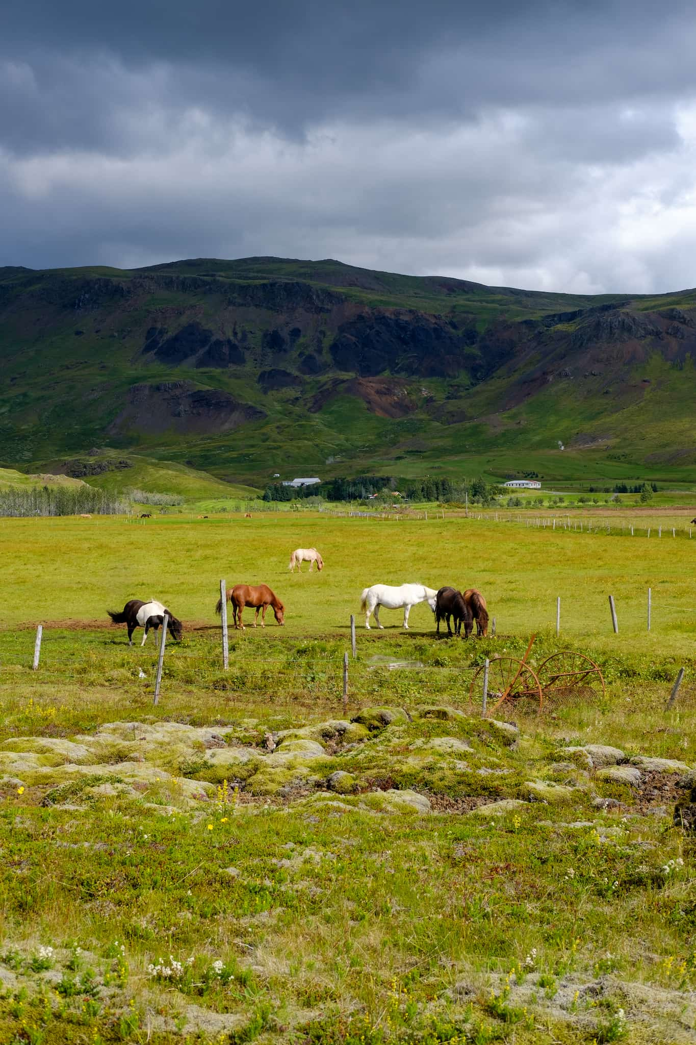 A small herd of horses grazing in a typical field