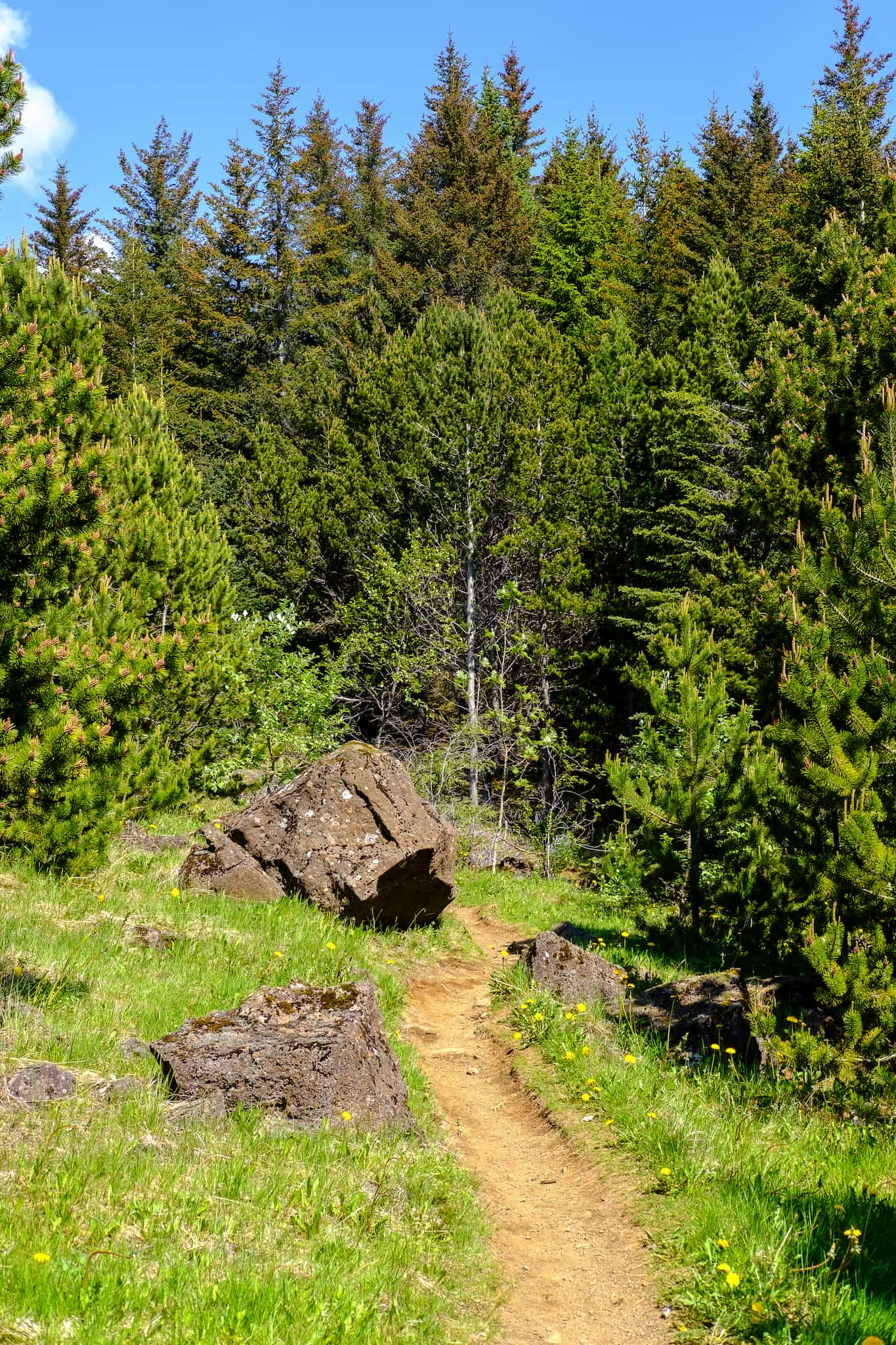 Ahead we can see the path leading to the main reforestation area, filled with trees.