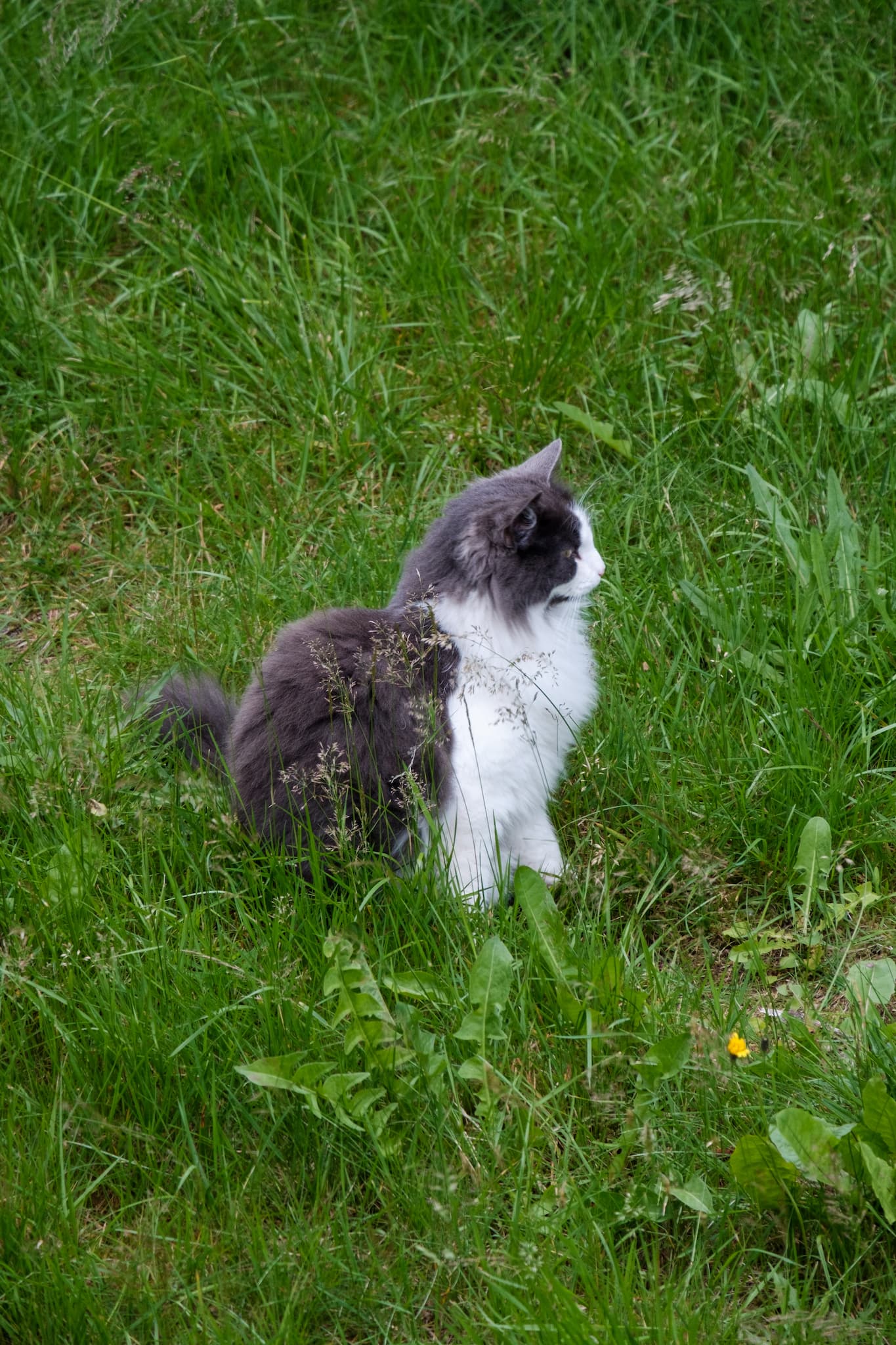 Now on the grass, she sits and inspects her surroundings.